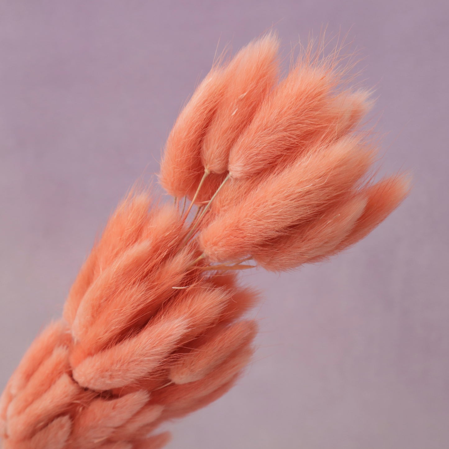 Bunny Tails Coral