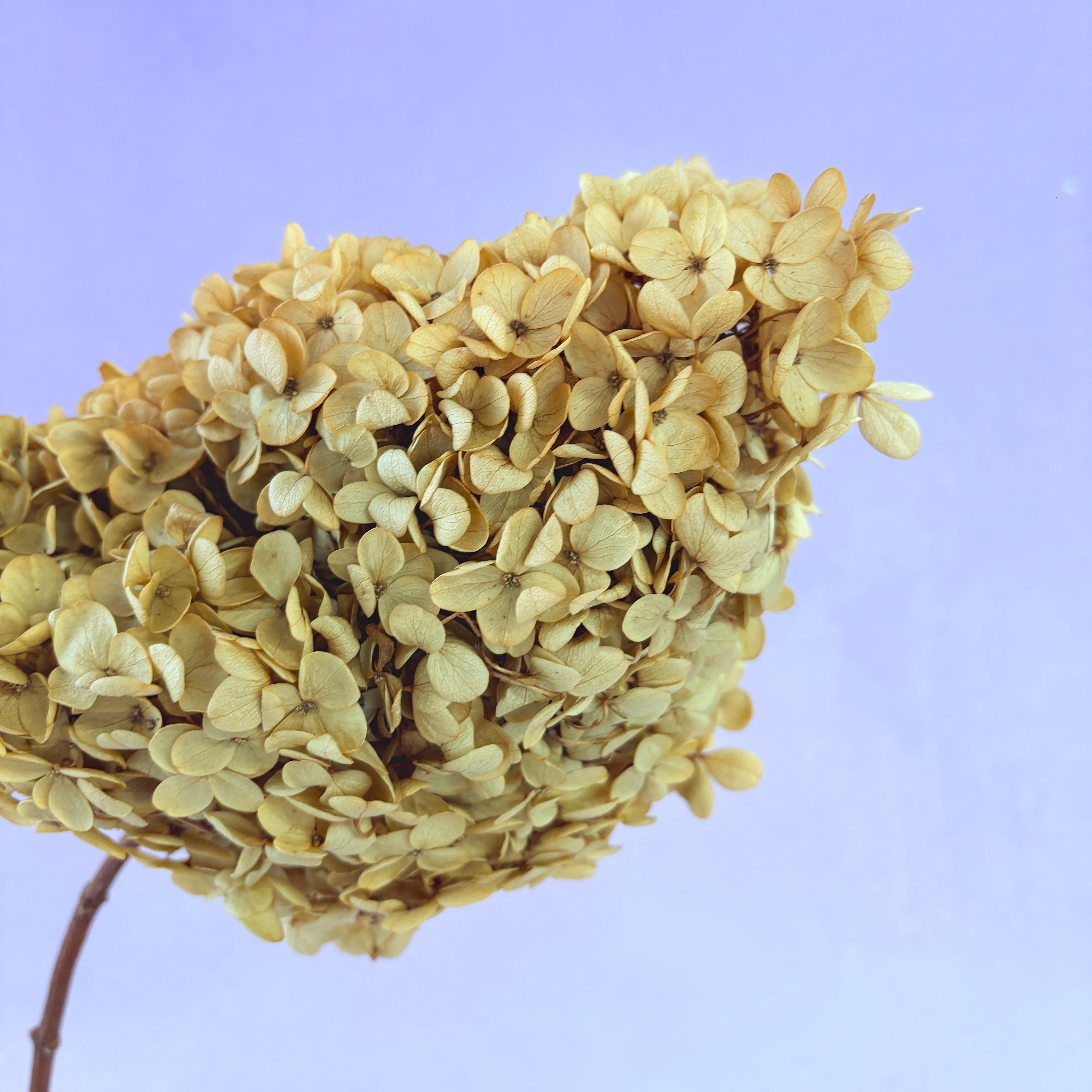 Paniculata Hydrangea Natural