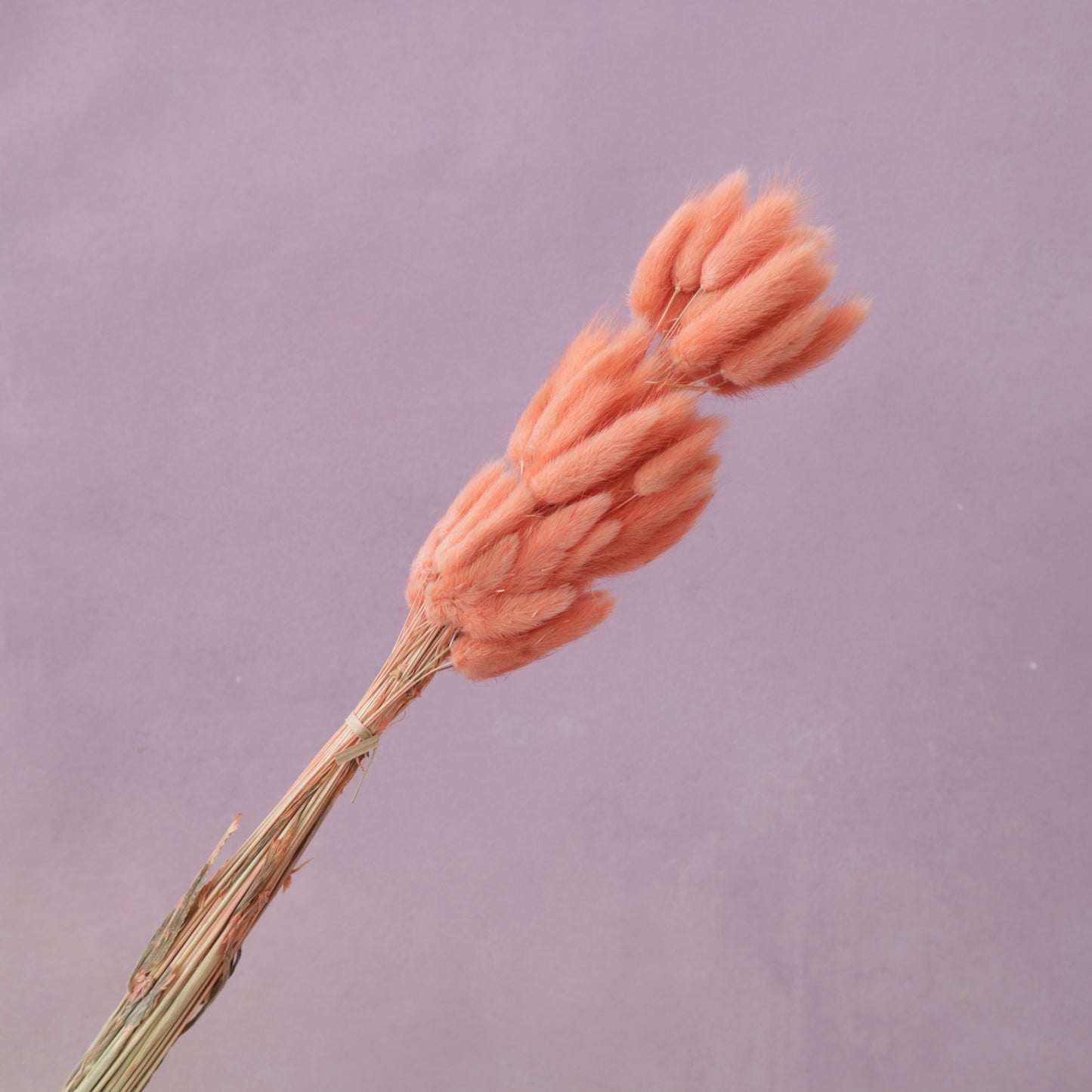 Bunny Tails Coral