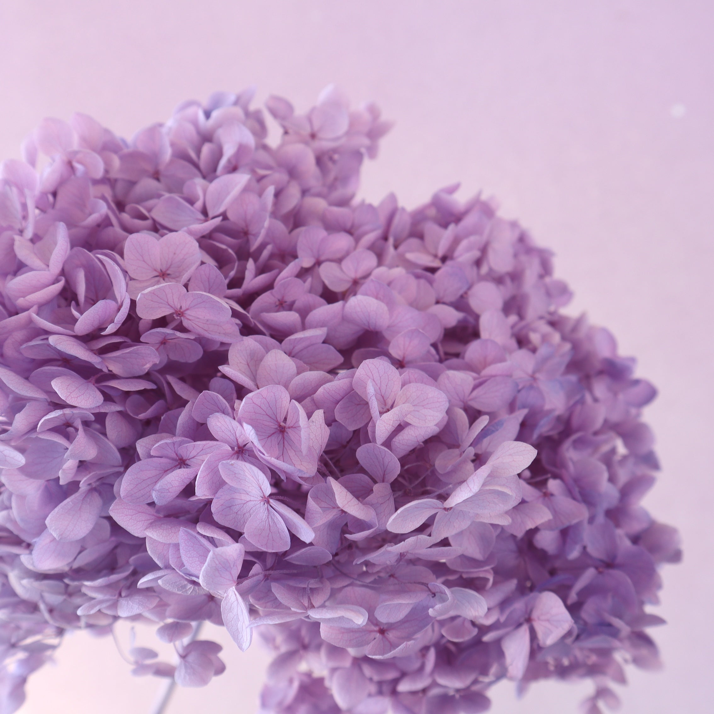 Annabelle Hydrangea Soft Lavender