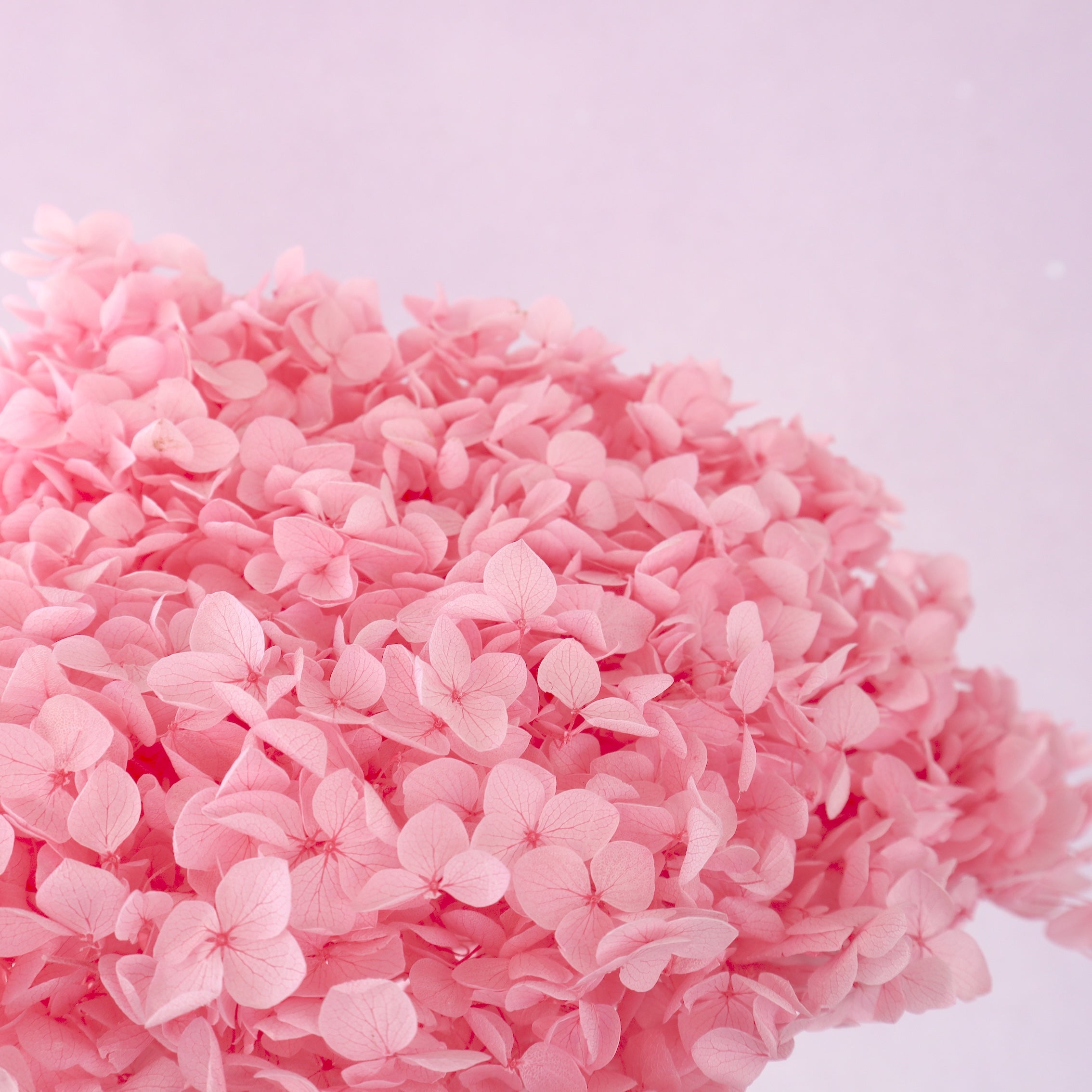 Annabelle Hydrangea Hot Pink