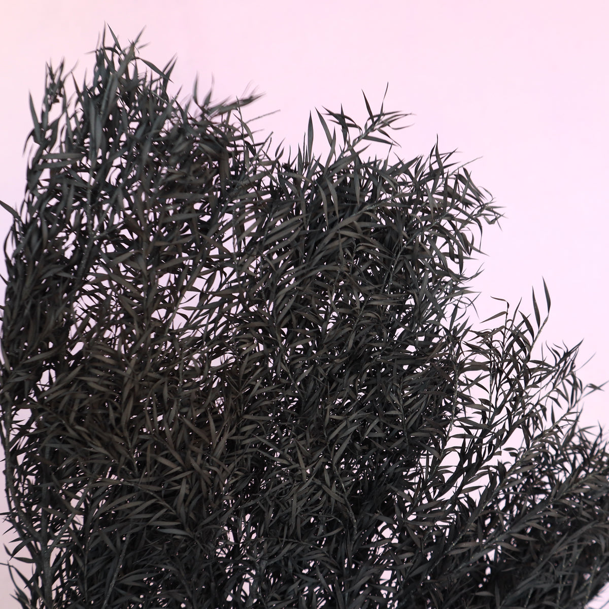 Melaleuca Bracteata Black