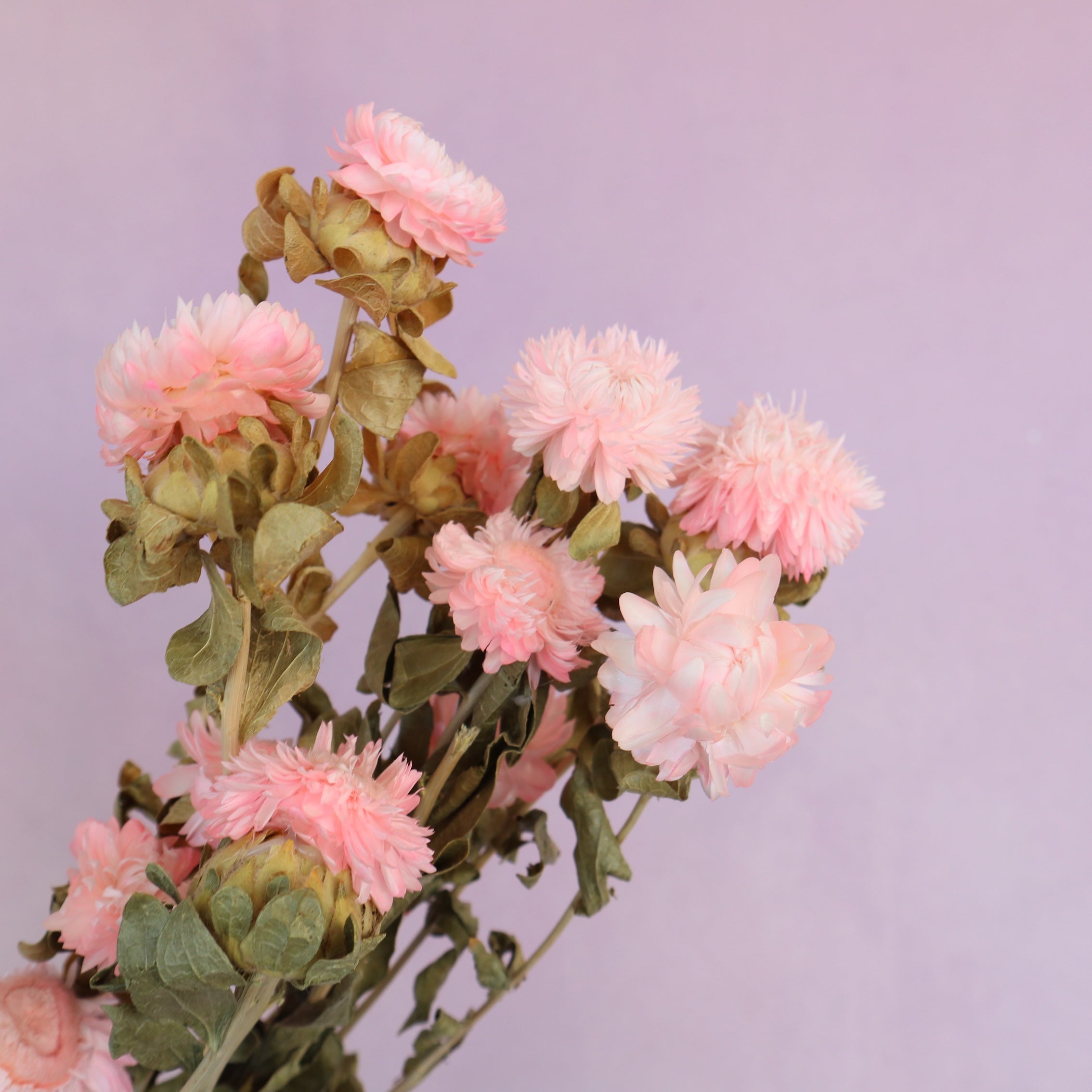 Strawflowers Pink