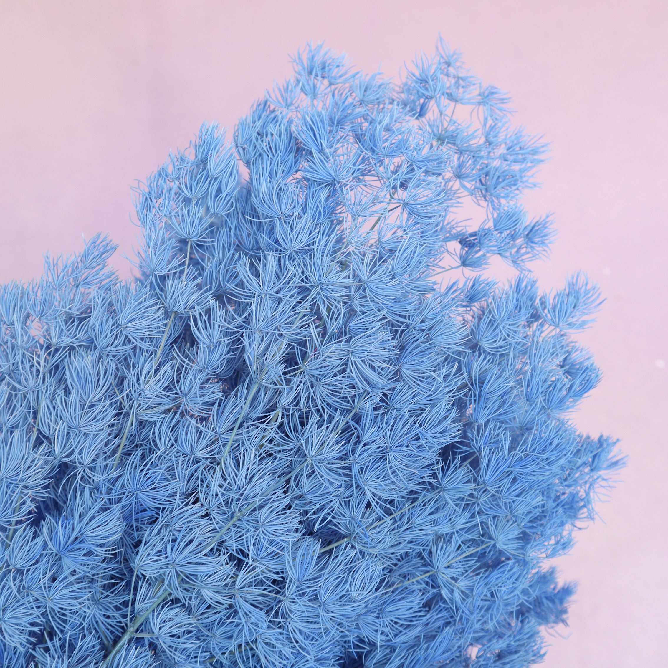 Ming Fern Sea Blue