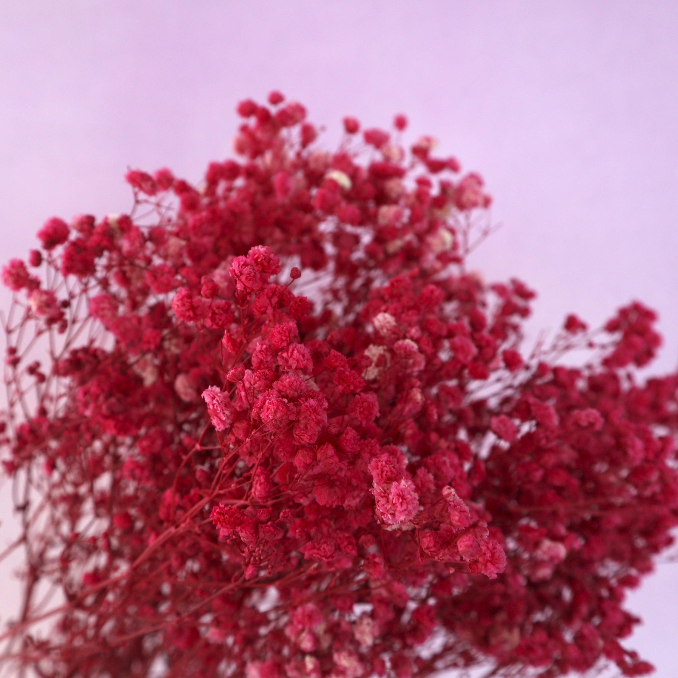 Baby's Breath Cerise Red