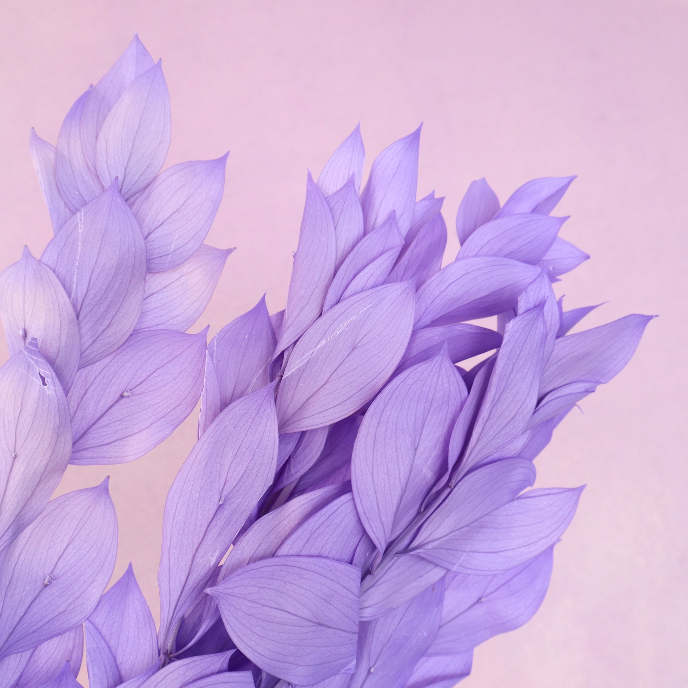 Ruscus Big Leaf Orchid Purple