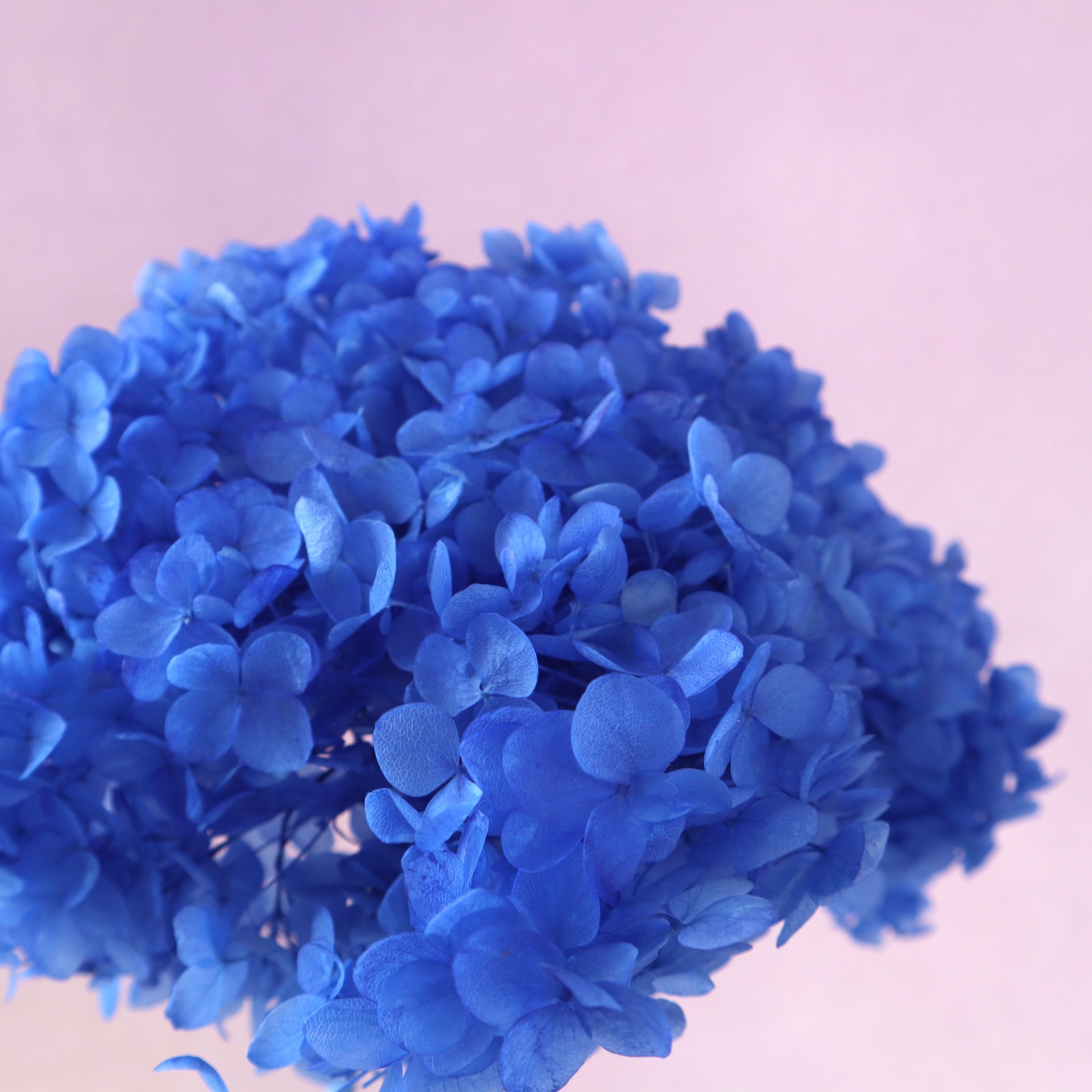 Annabelle Hydrangea Sea Blue