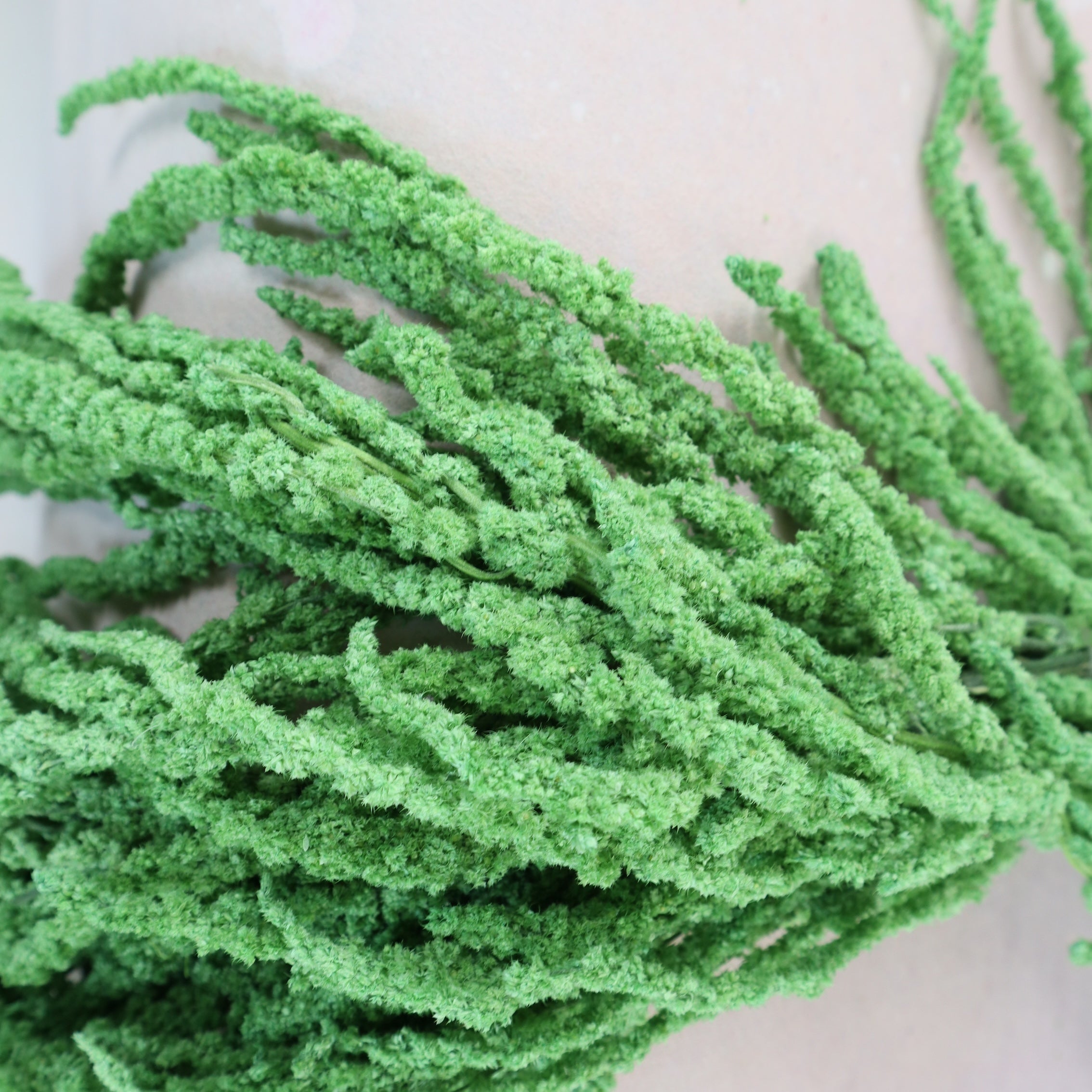 Amaranthus Matcha Green (Small)