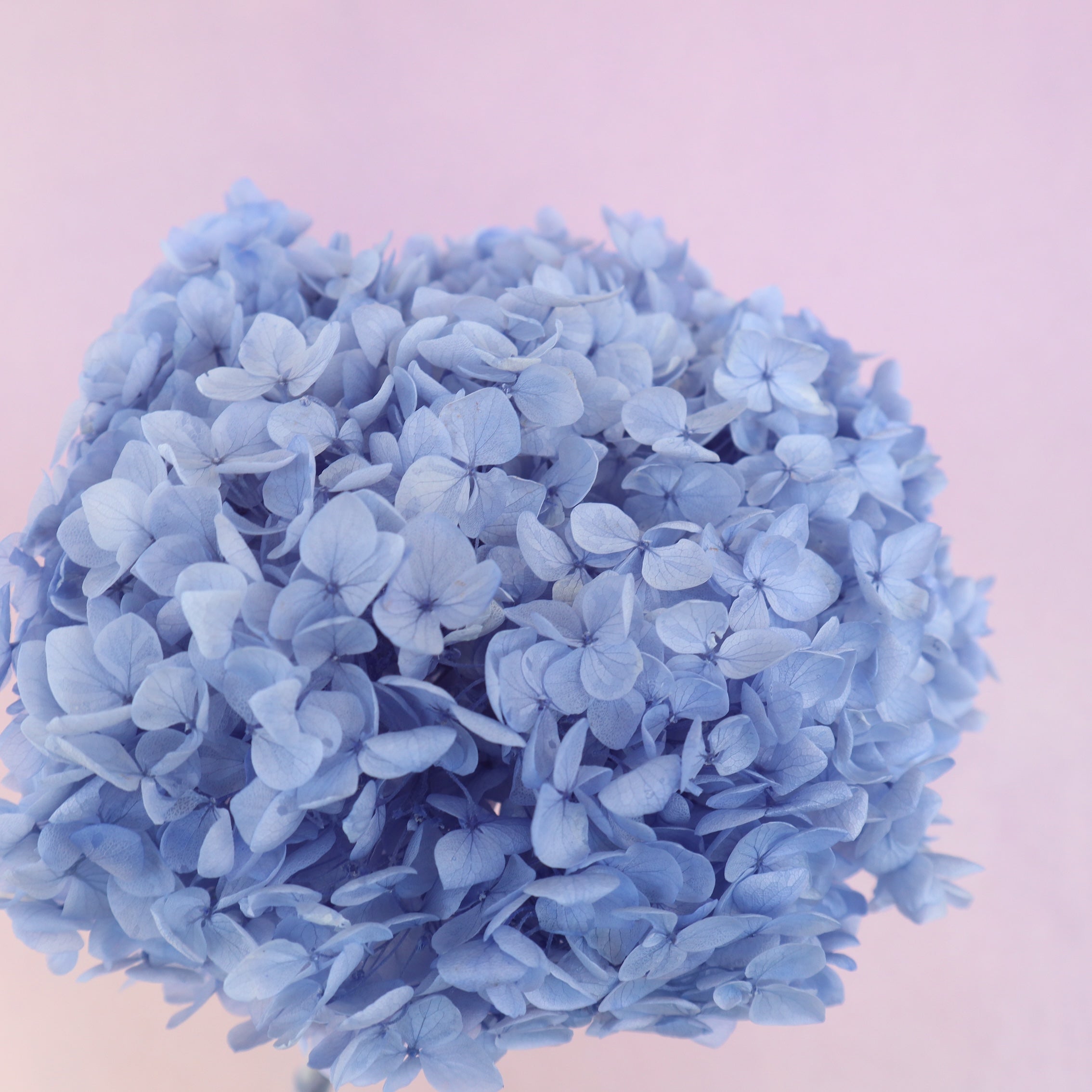 Annabelle Hydrangea Periwinkle Purple