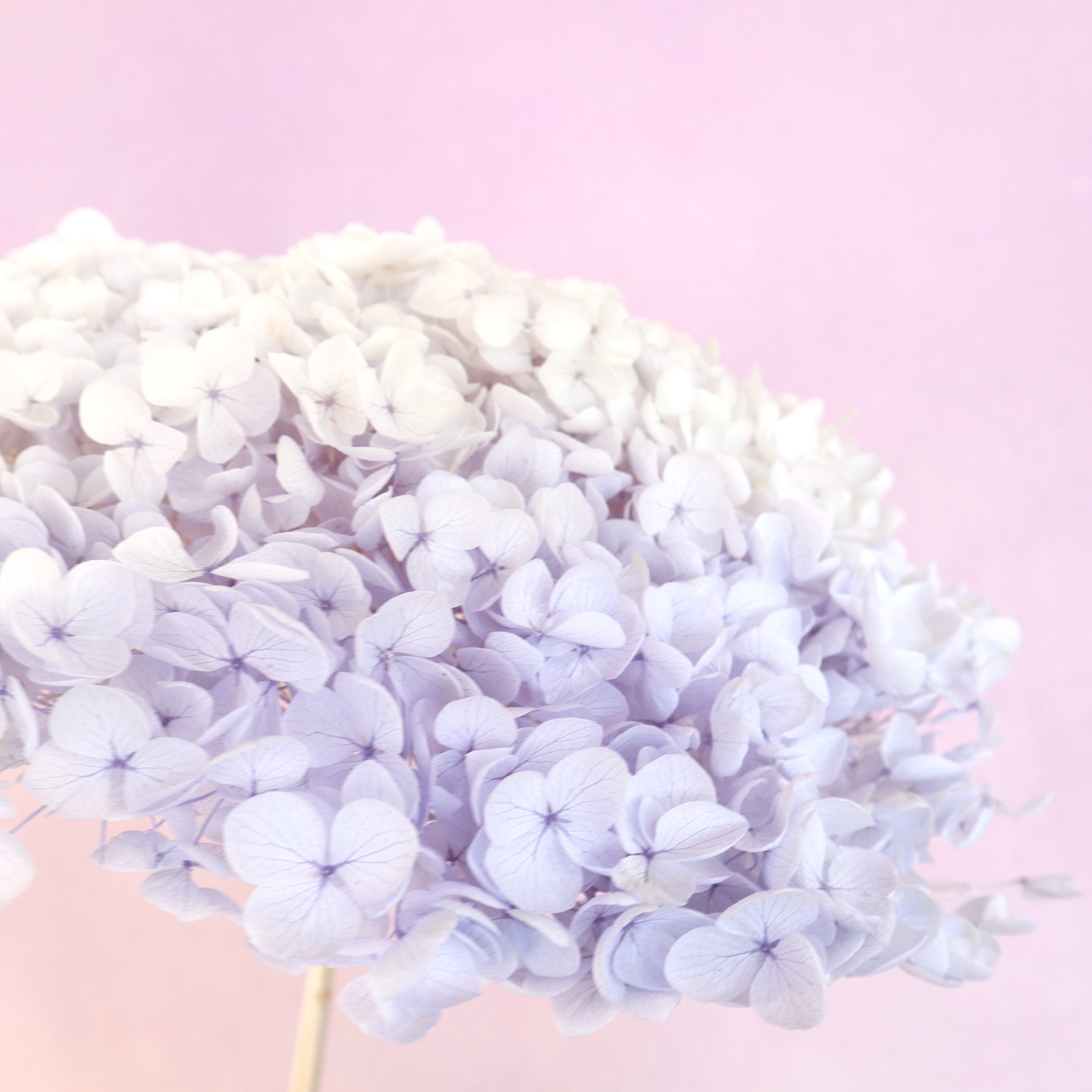Annabelle Hydrangea Ombre Pale Purple
