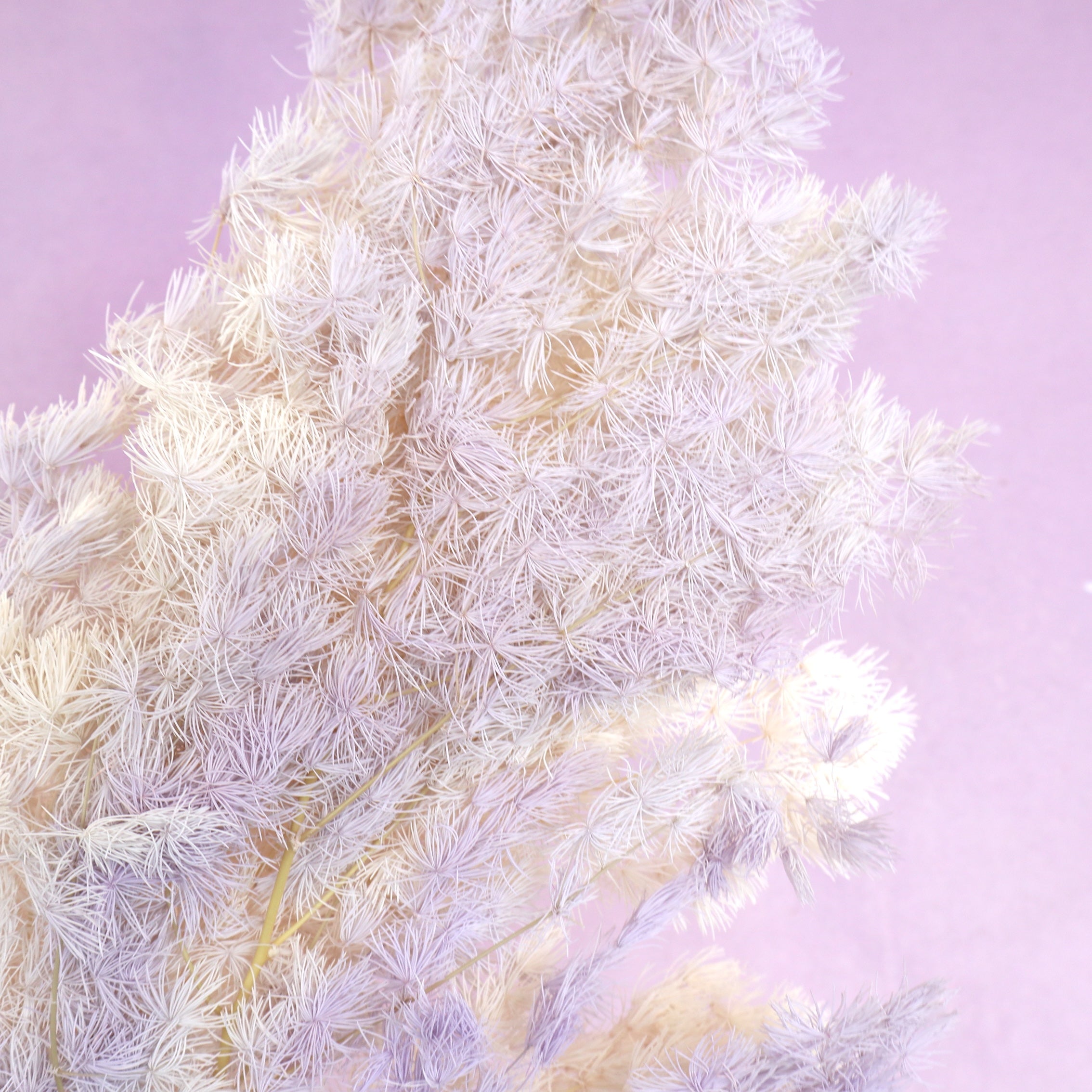 Ming Fern Ombre Purple (clearance)