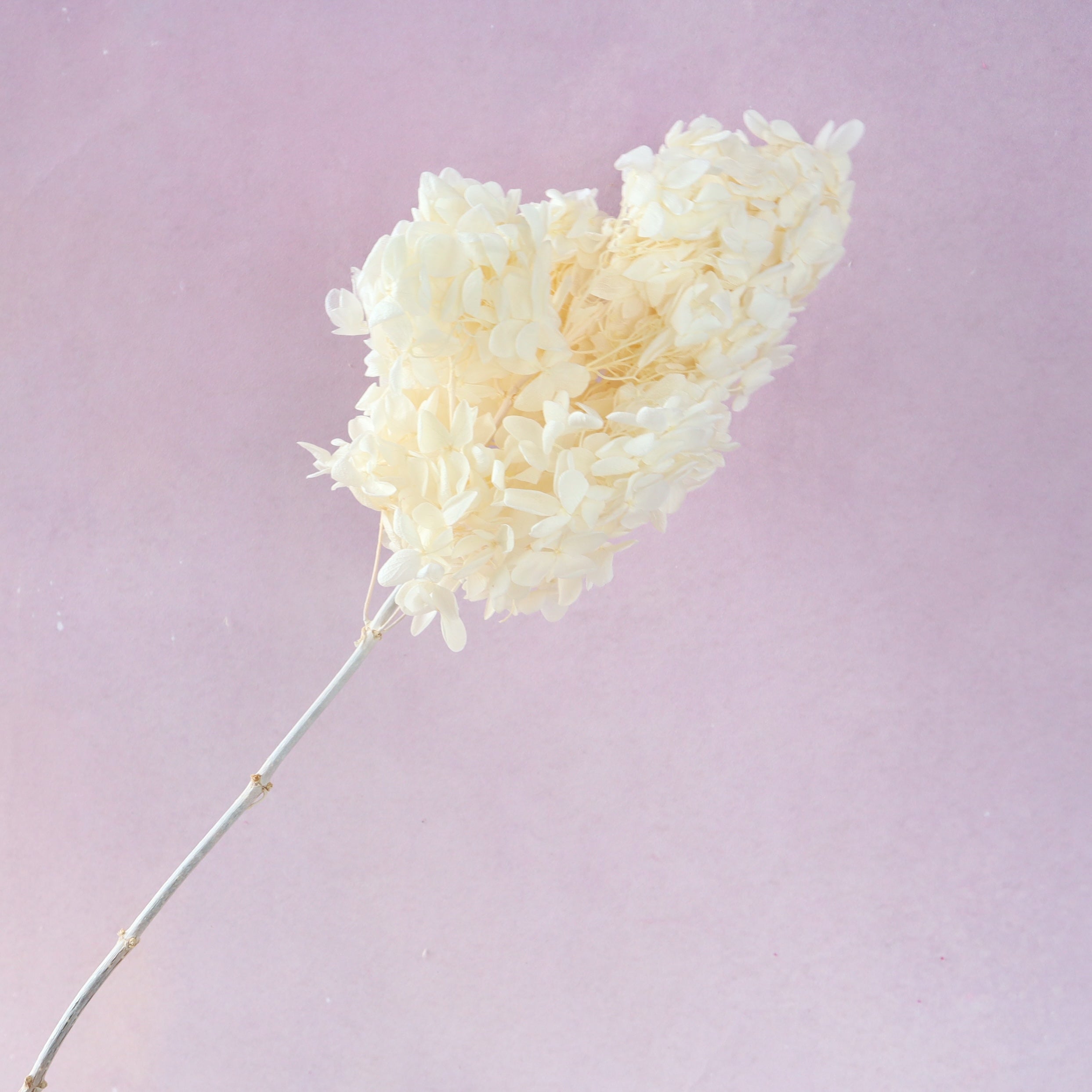 Paniculata Hydrangea Creamy White (clearance)