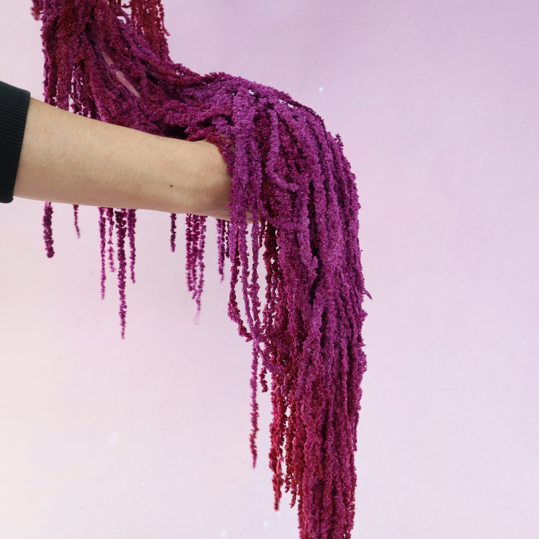 Amaranthus Deep Violet