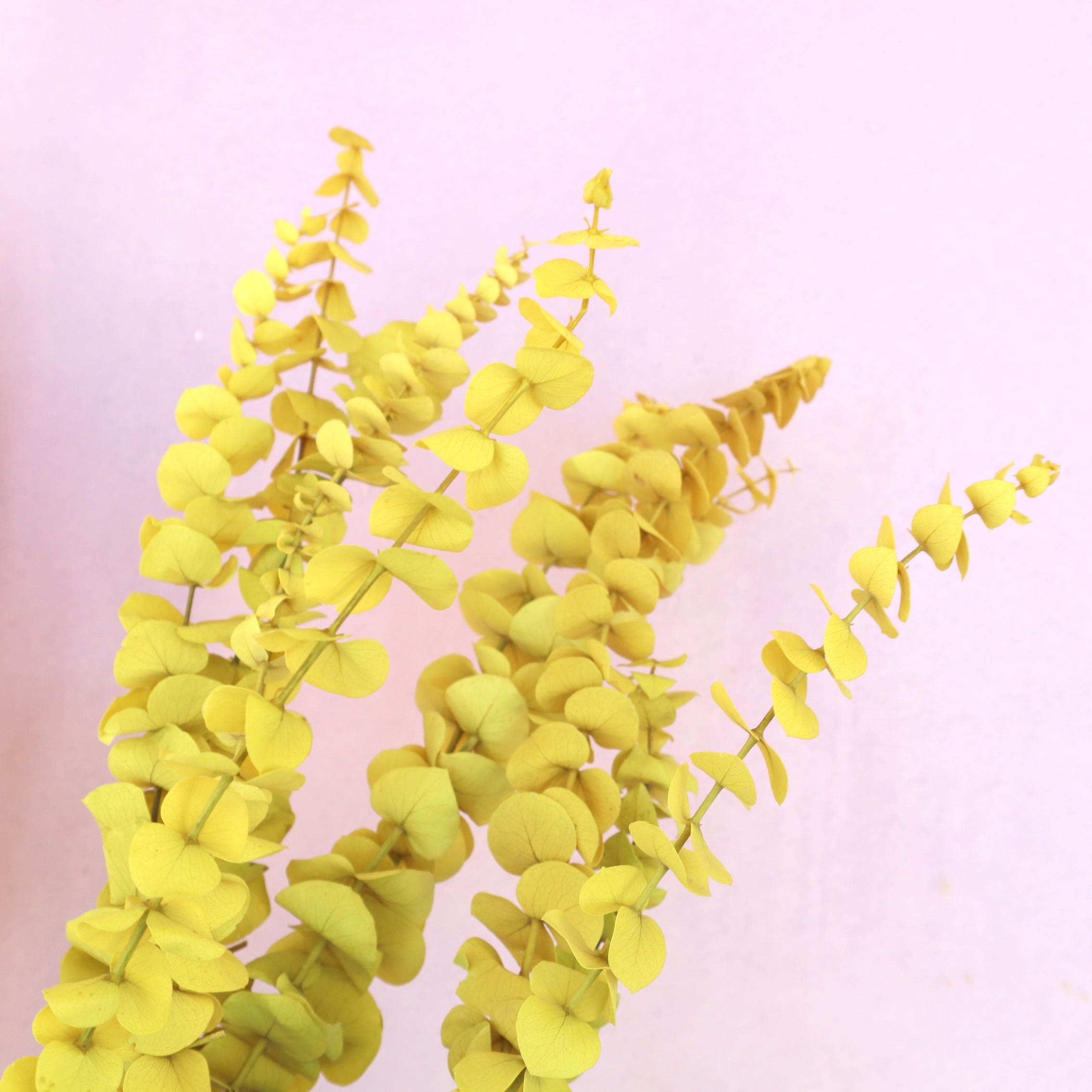 Dollar Gum Mustard Yellow