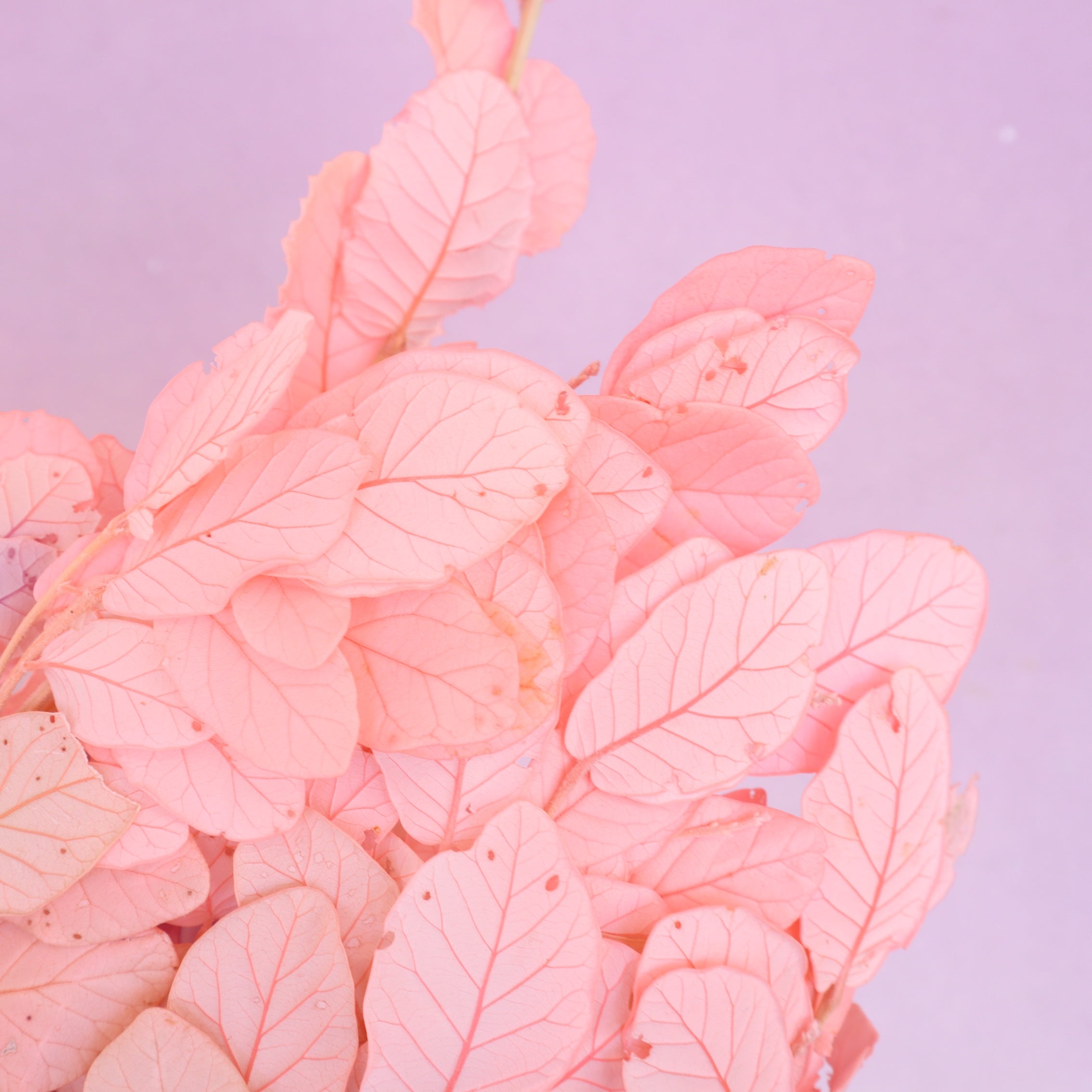Beech Leaves Bright Pink (clearance)