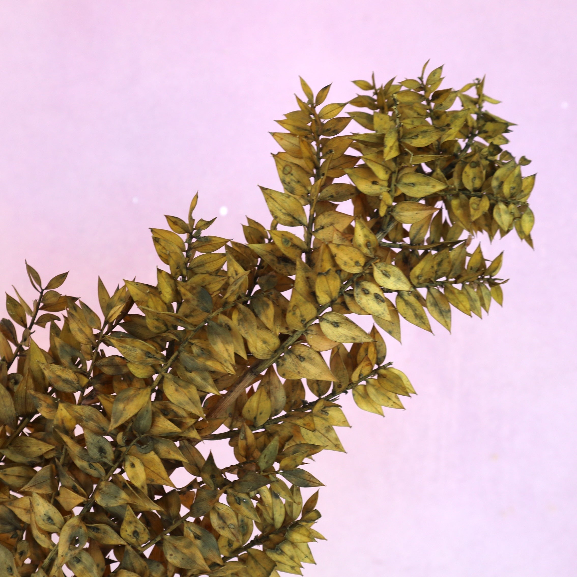 Italian Ruscus Mustard Green