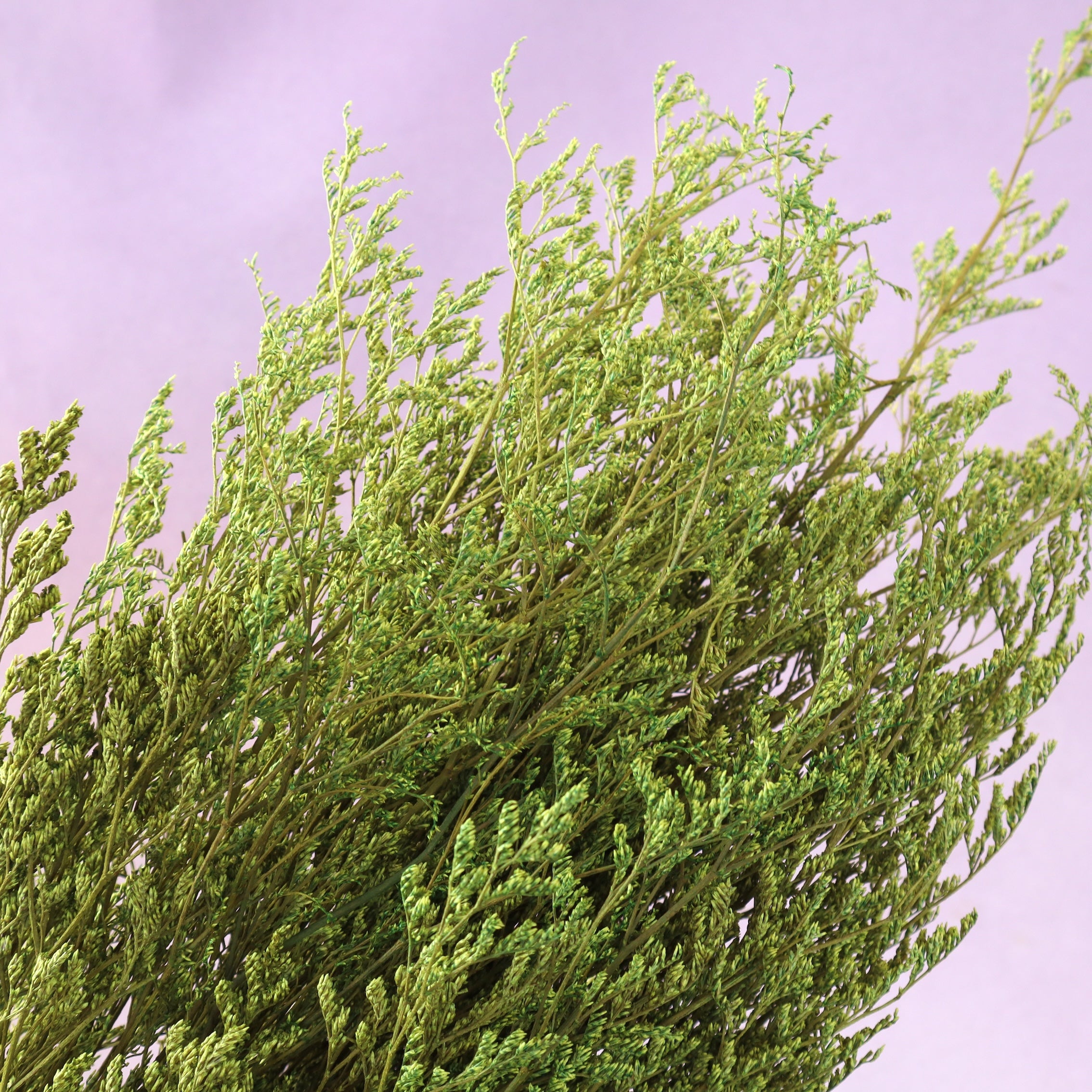 Misty Fern Green