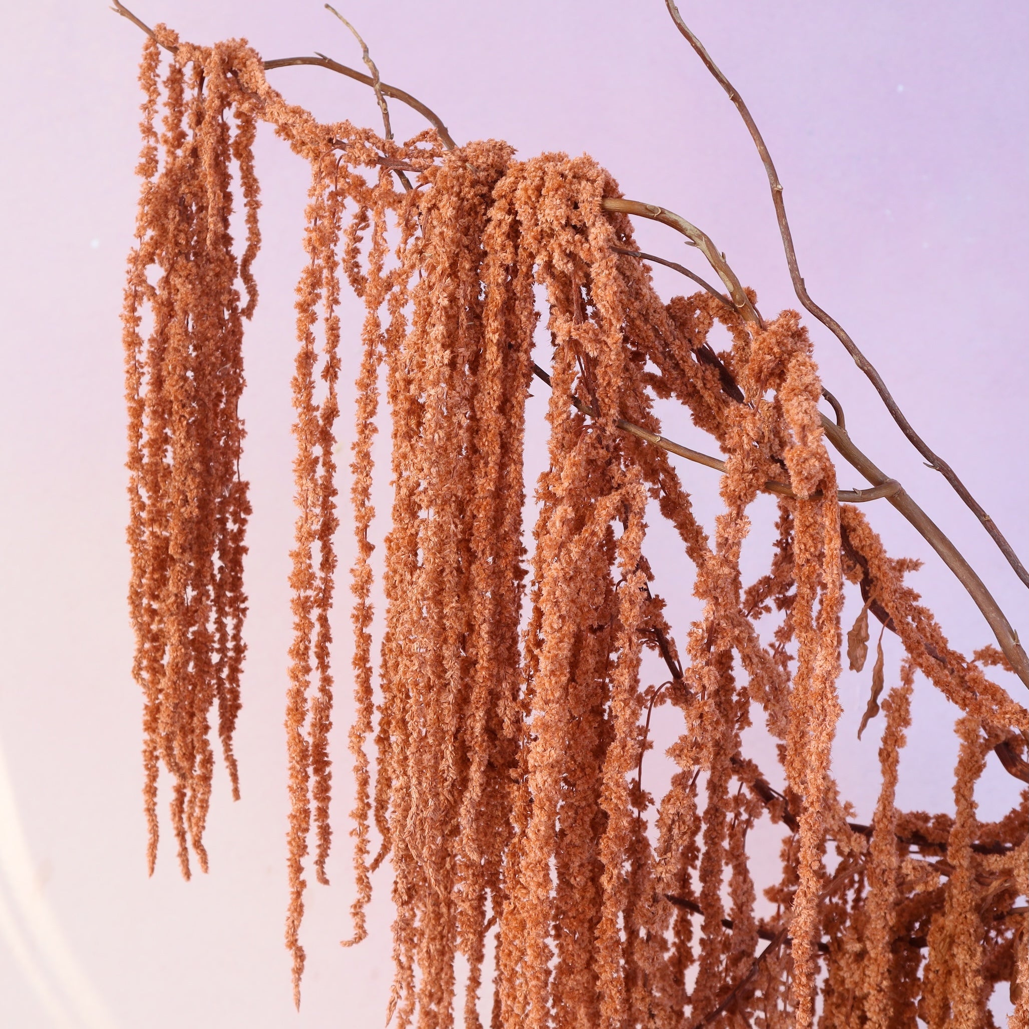 Amaranthus Terracotta
