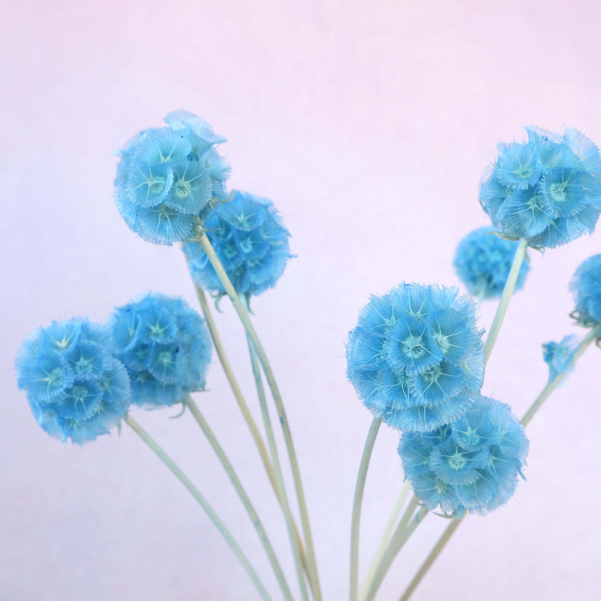 Scabiosa Sky Blue