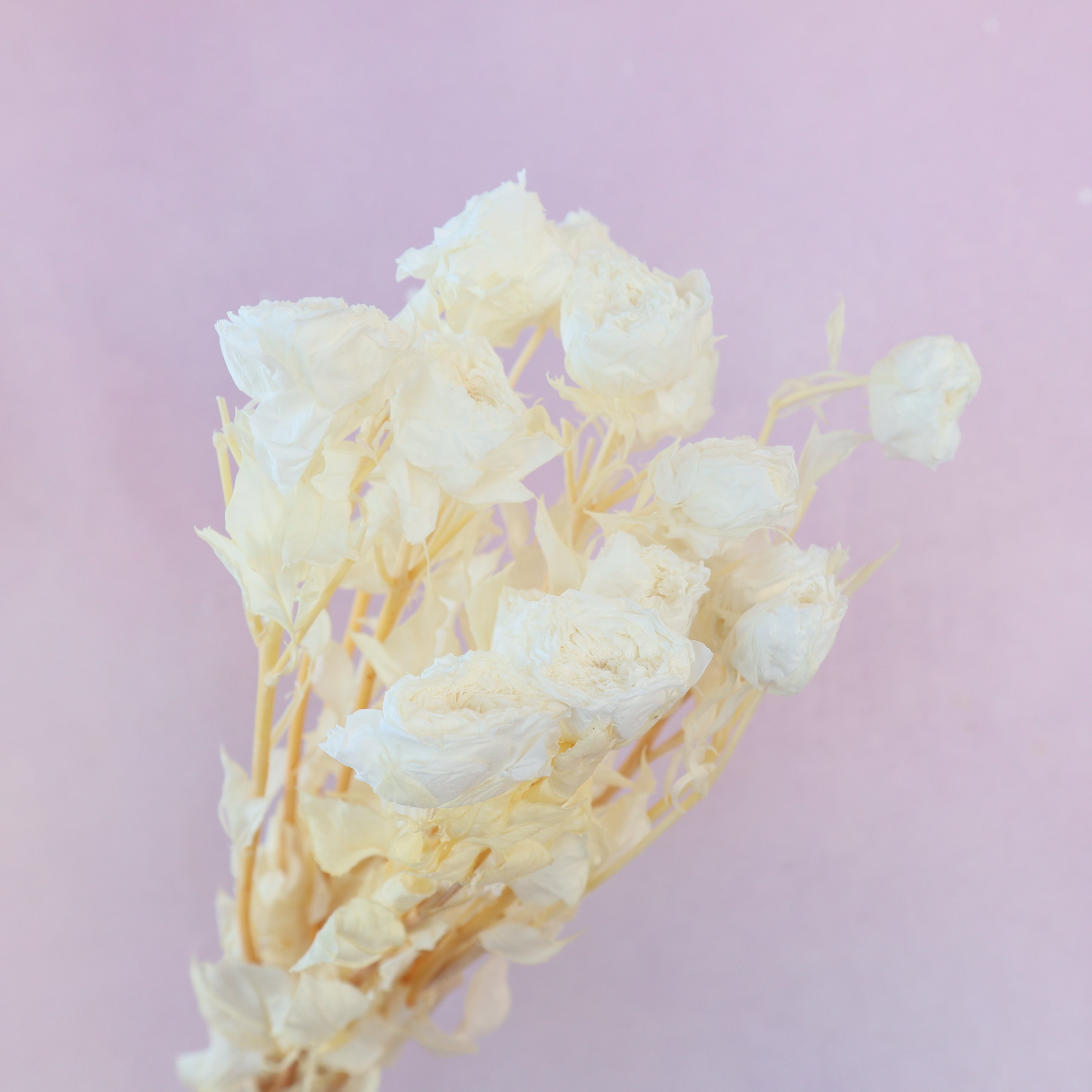 Bleached White Austin Rose Bunch