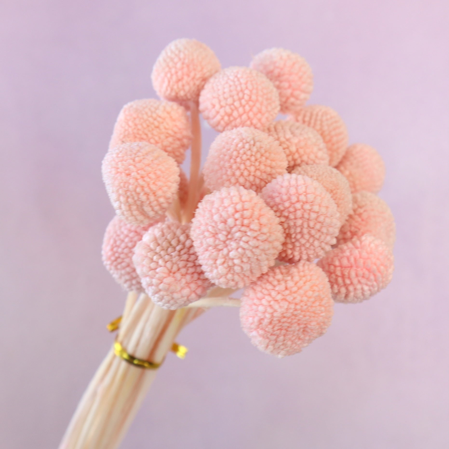 Billy Button Coral Pink