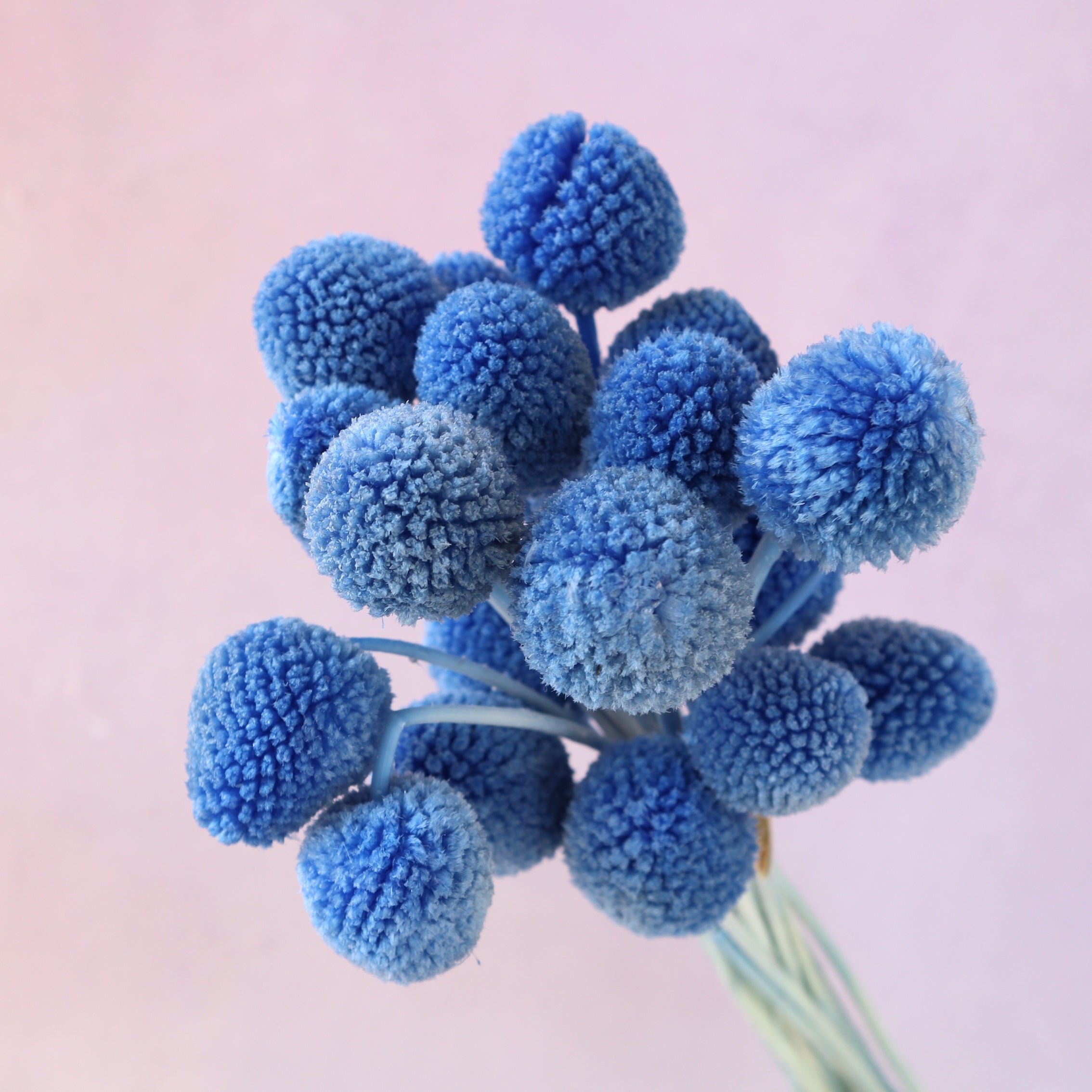 Billy Button Sea Blue