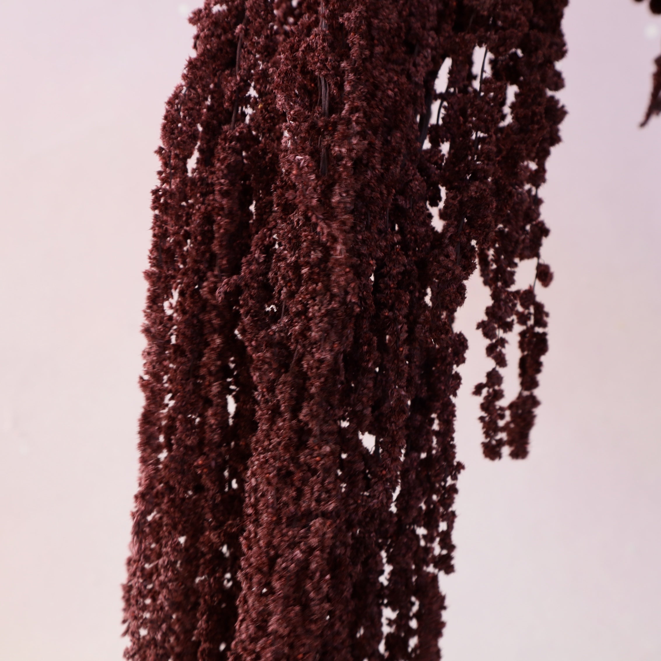 Amaranthus Deep Plum