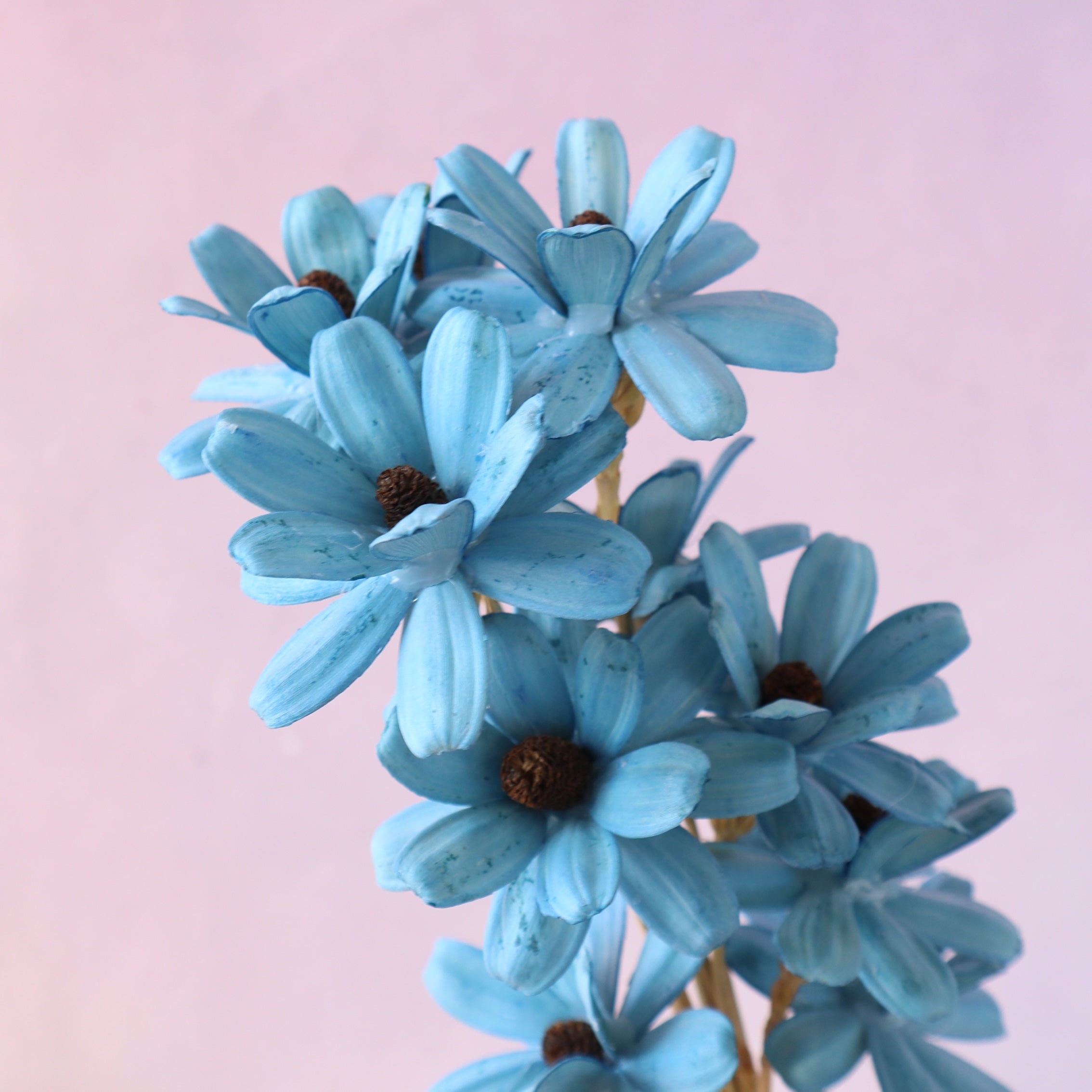 Handmade Daisy Blue
