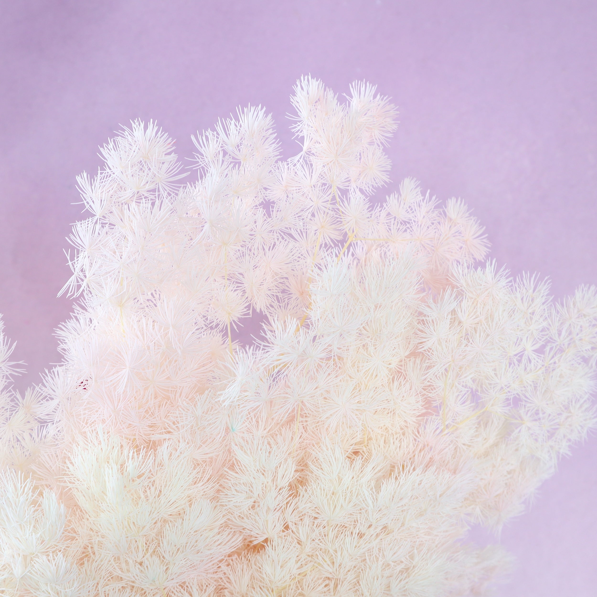Ming Fern Ombre Pale Pink (clearance)