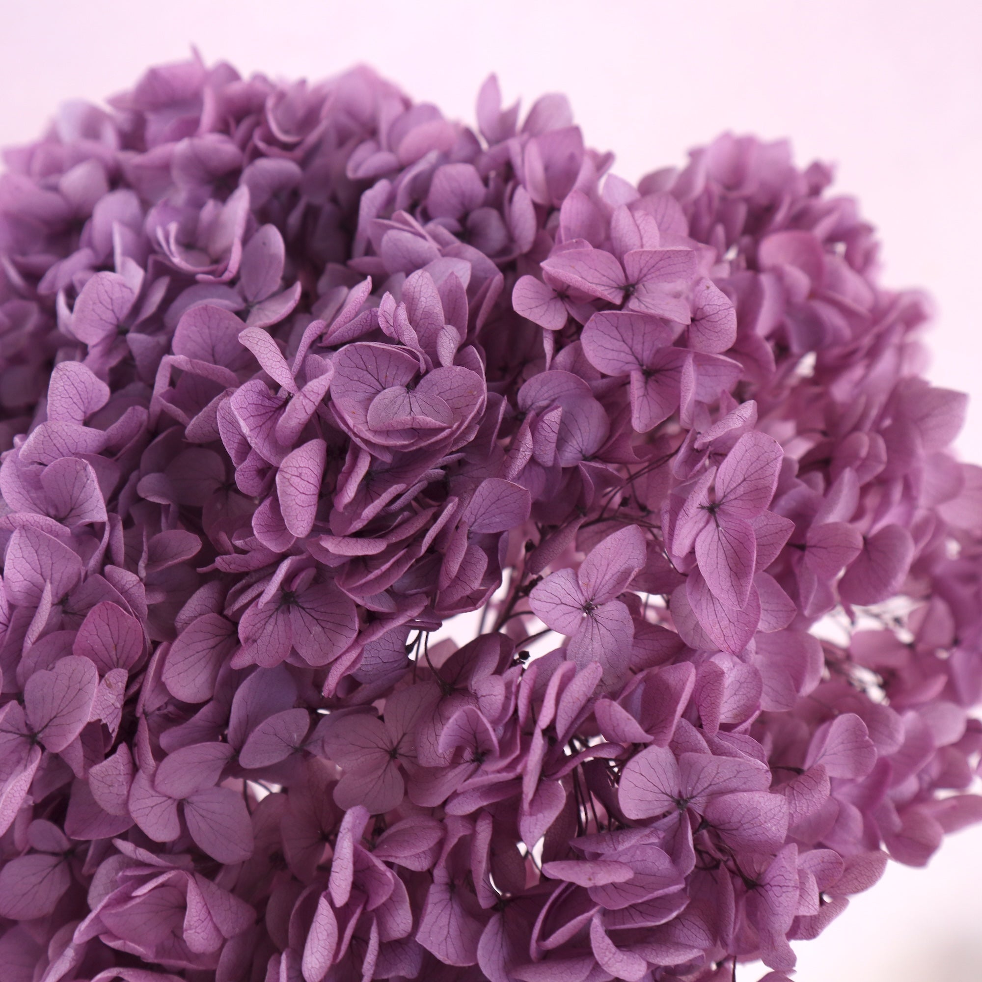 Annabelle Hydrangea Grape Purple