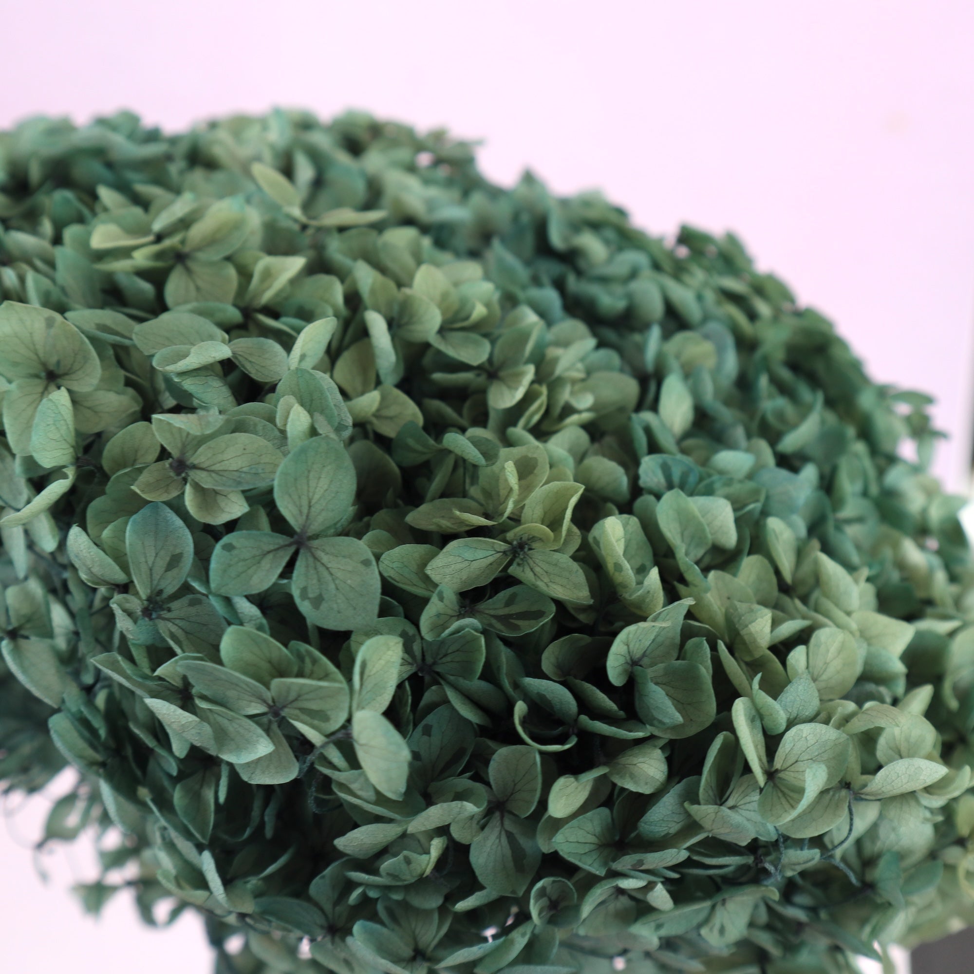 Annabelle Hydrangea Dark Misty Green