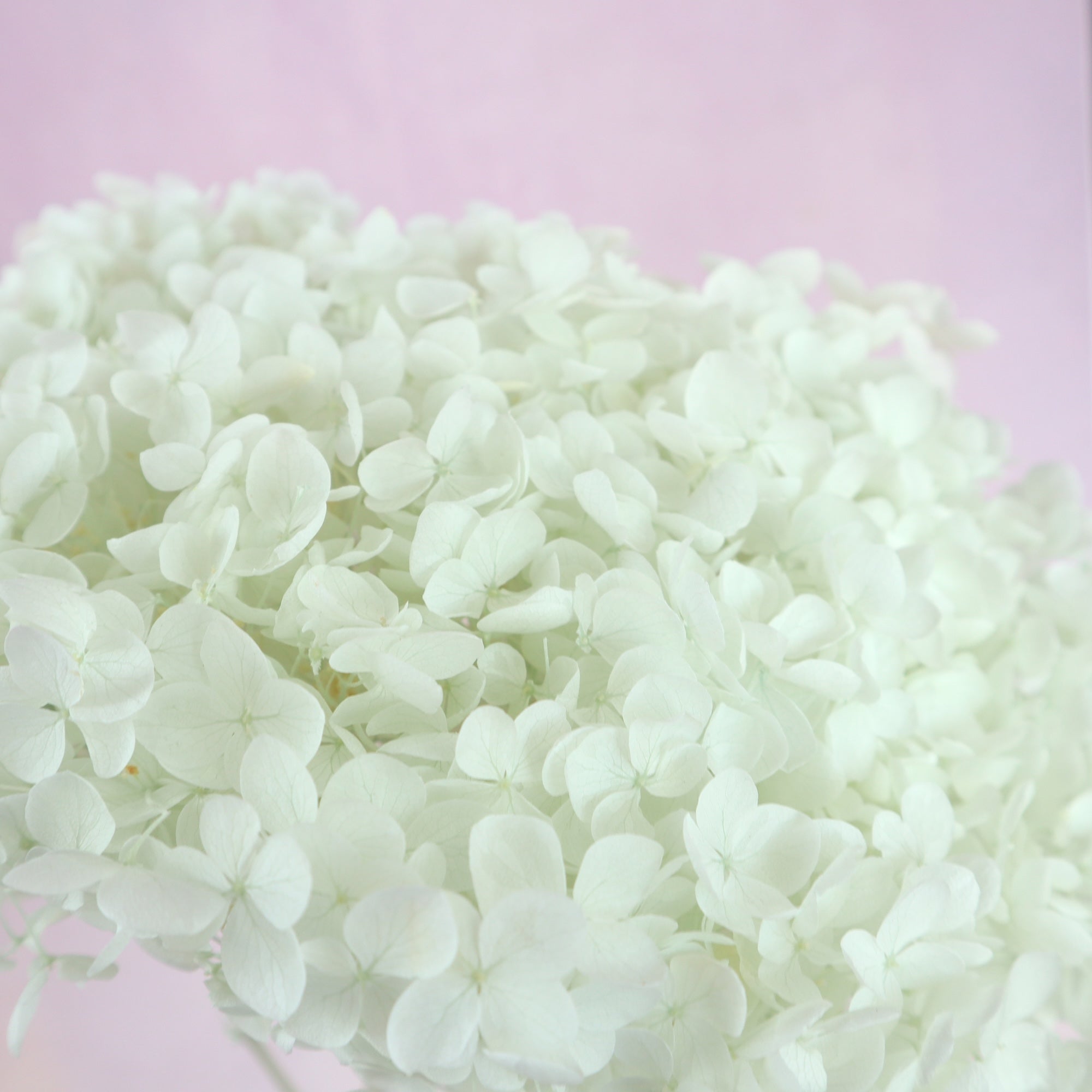 Annabelle Hydrangea Pale Mint