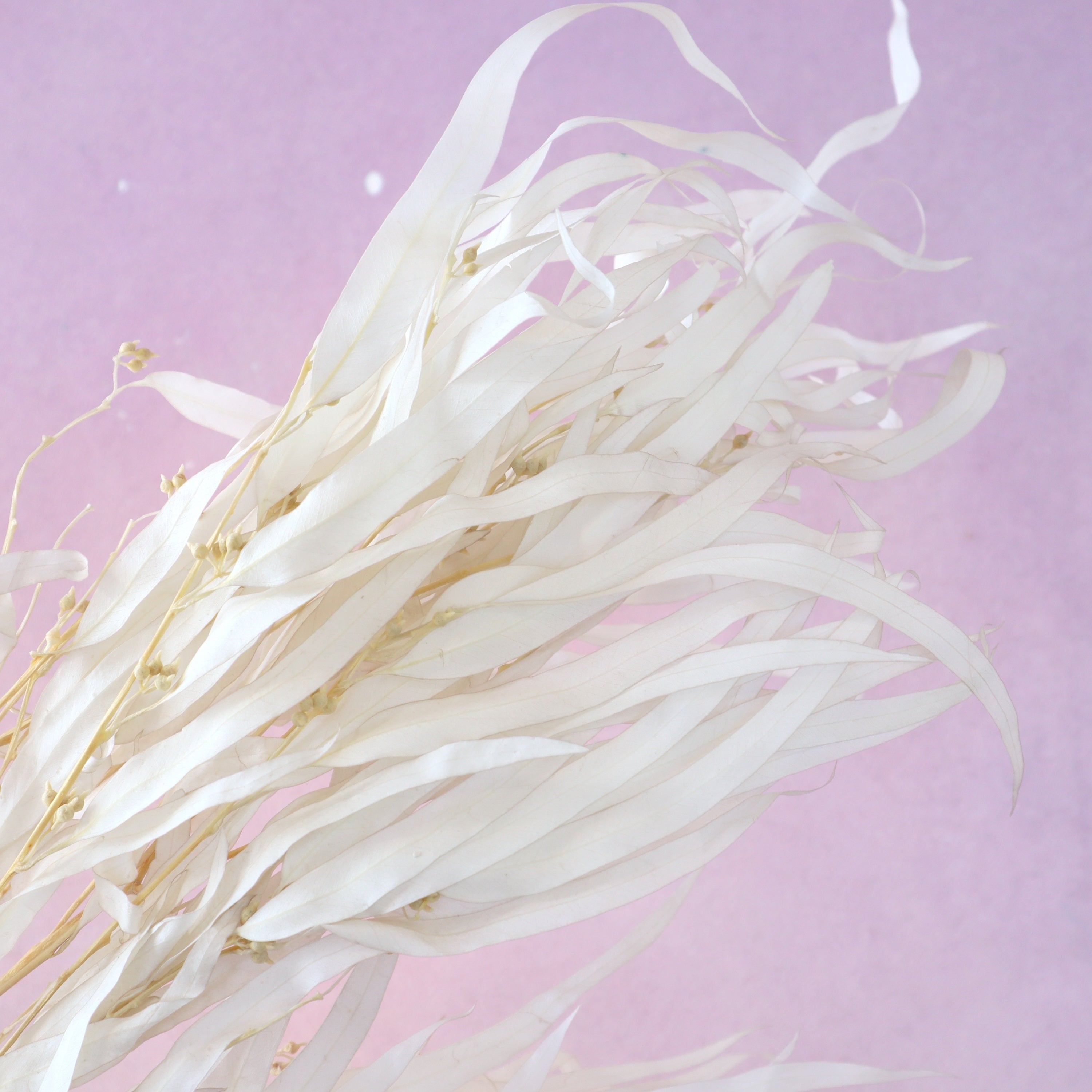 Seeded Gum White