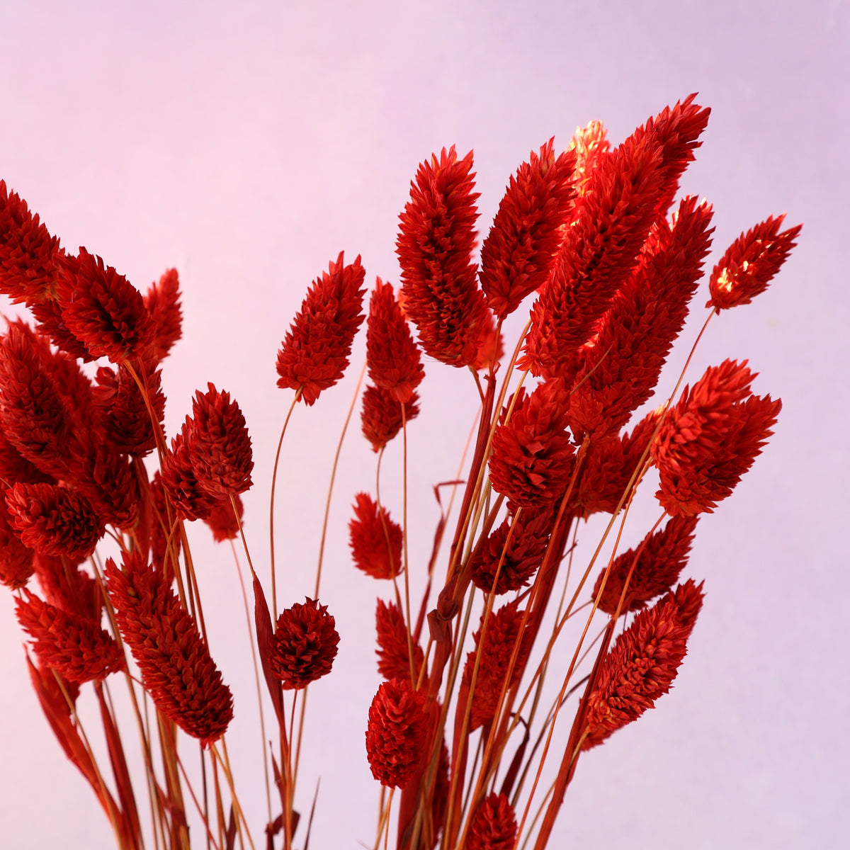 Gem Grass Red
