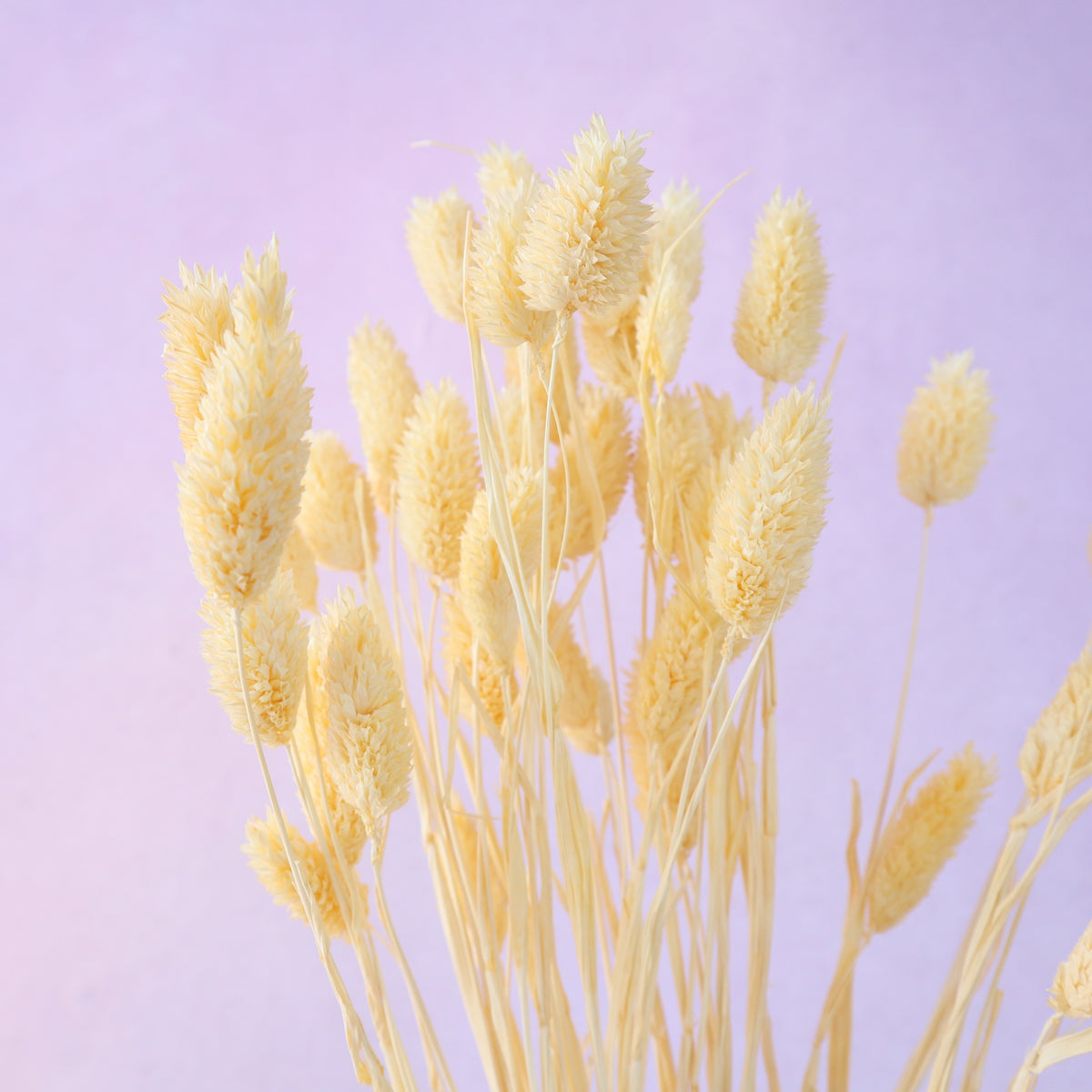 Gem Grass Butter Yellow