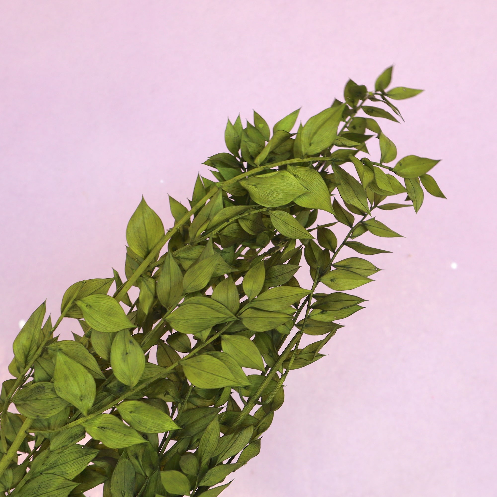 Italian Ruscus Olive Green