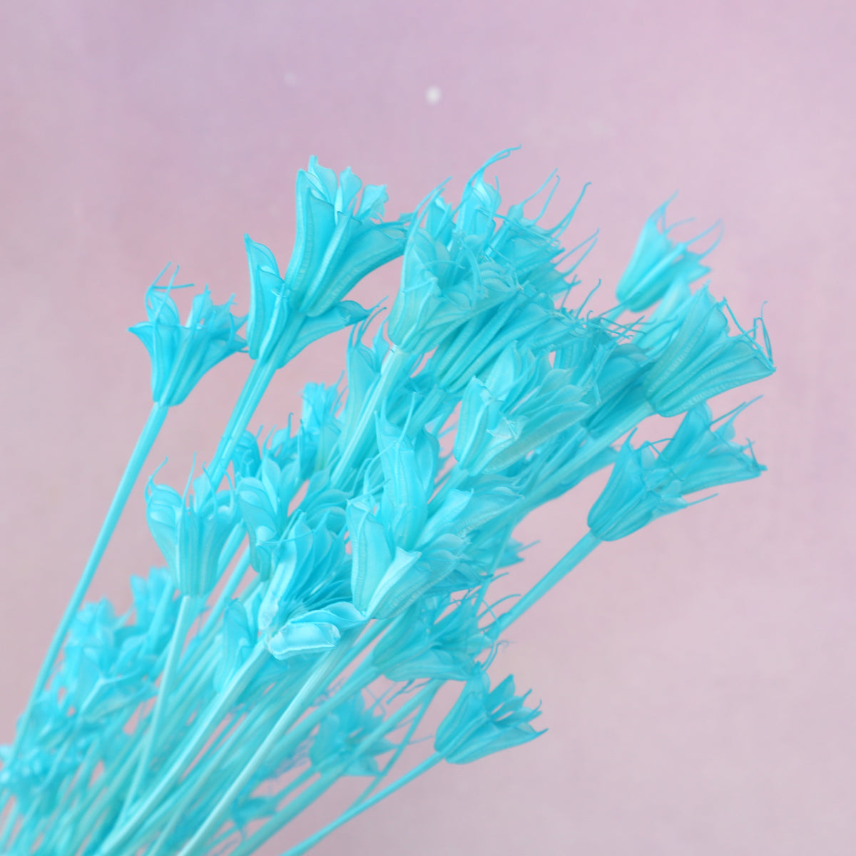 Nigella Aqua Blue