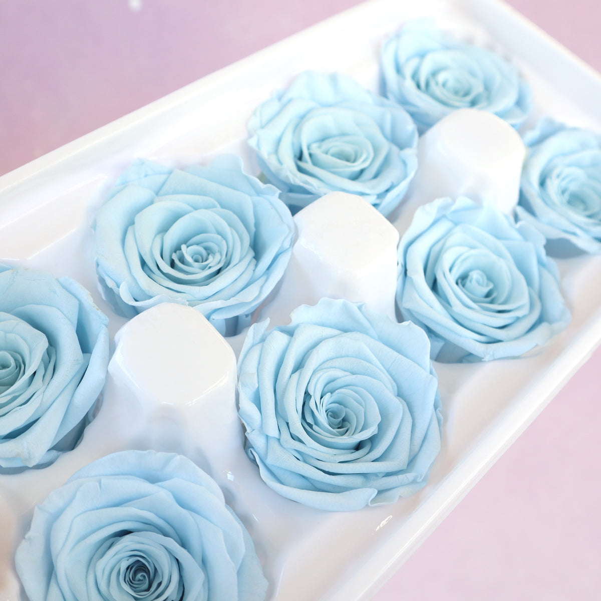 Rose Baby Blue 8 heads