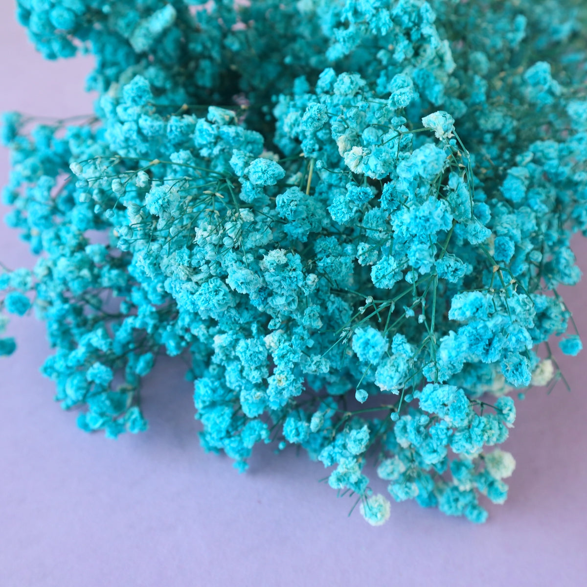 Baby's Breath Aqua