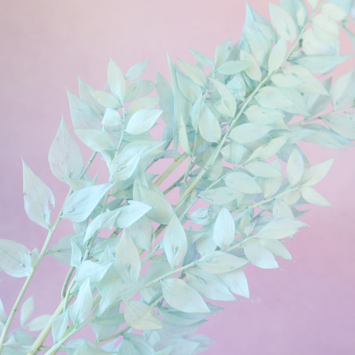 Italian Ruscus Baby Blue