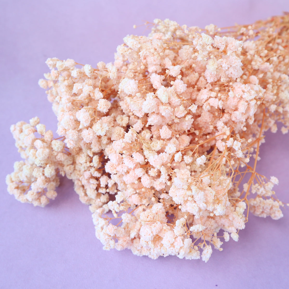 Baby’s Breath Pastel Pink