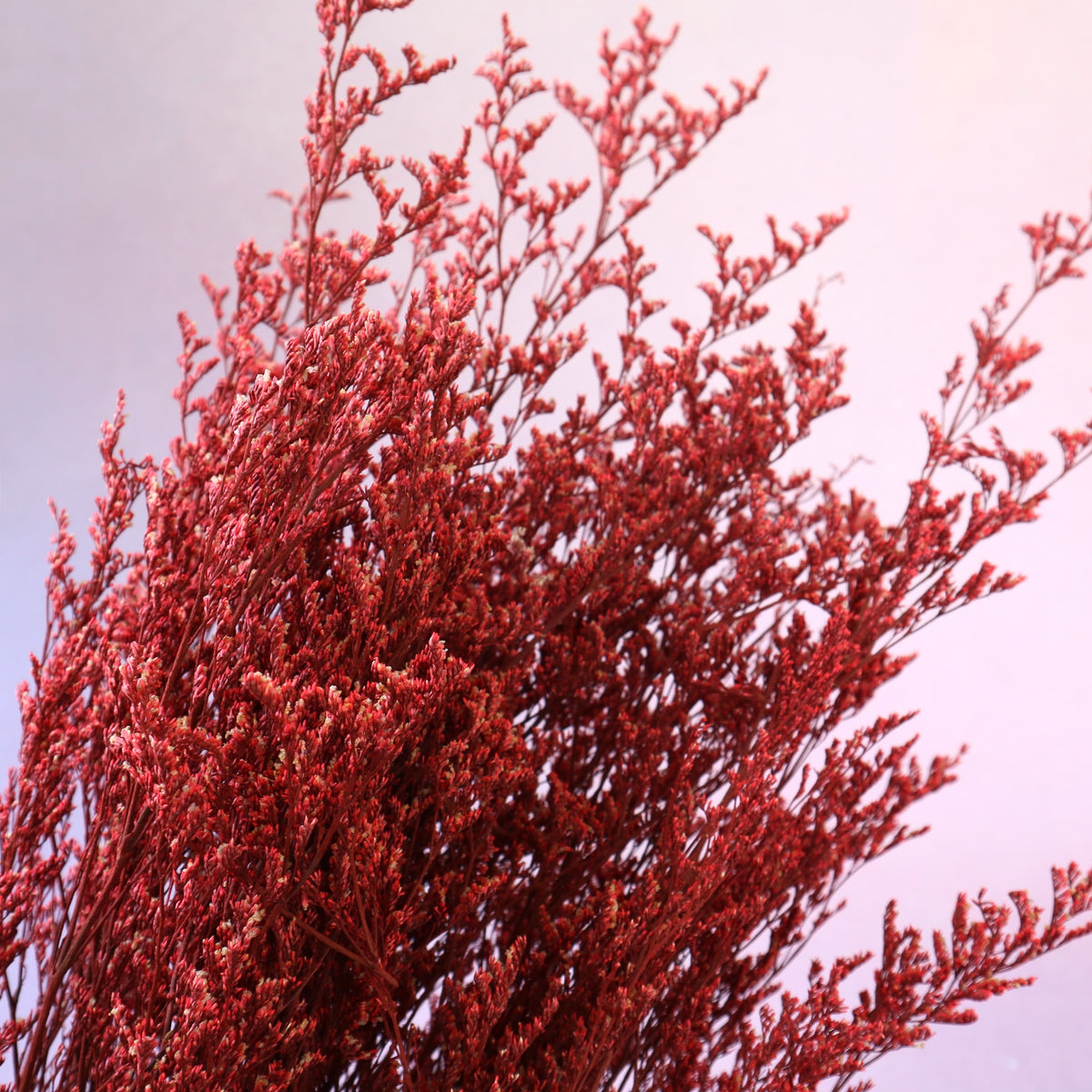 Misty Red