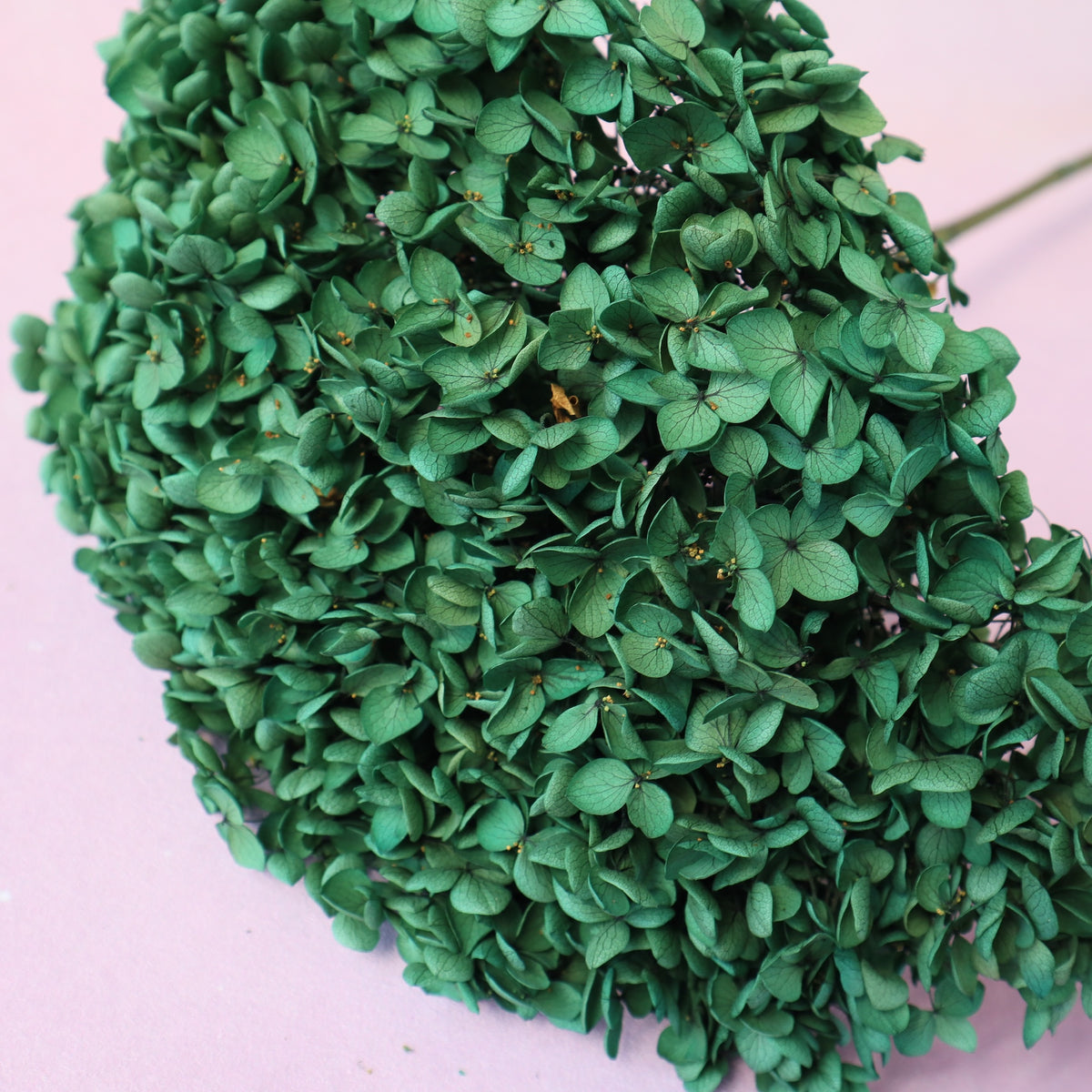 Annabelle Hydrangea Forest Green