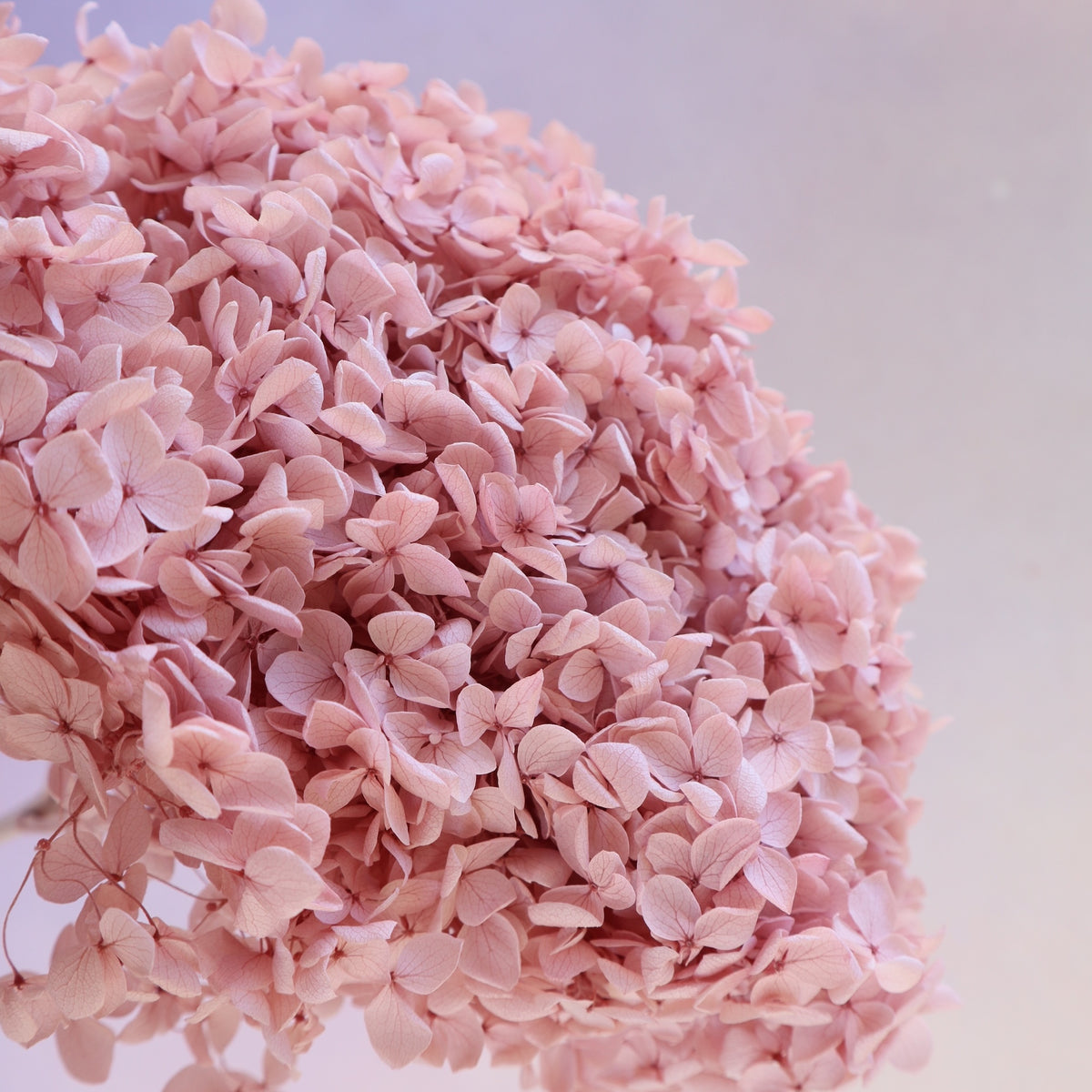 Annabelle Hydrangea Crepe Pink