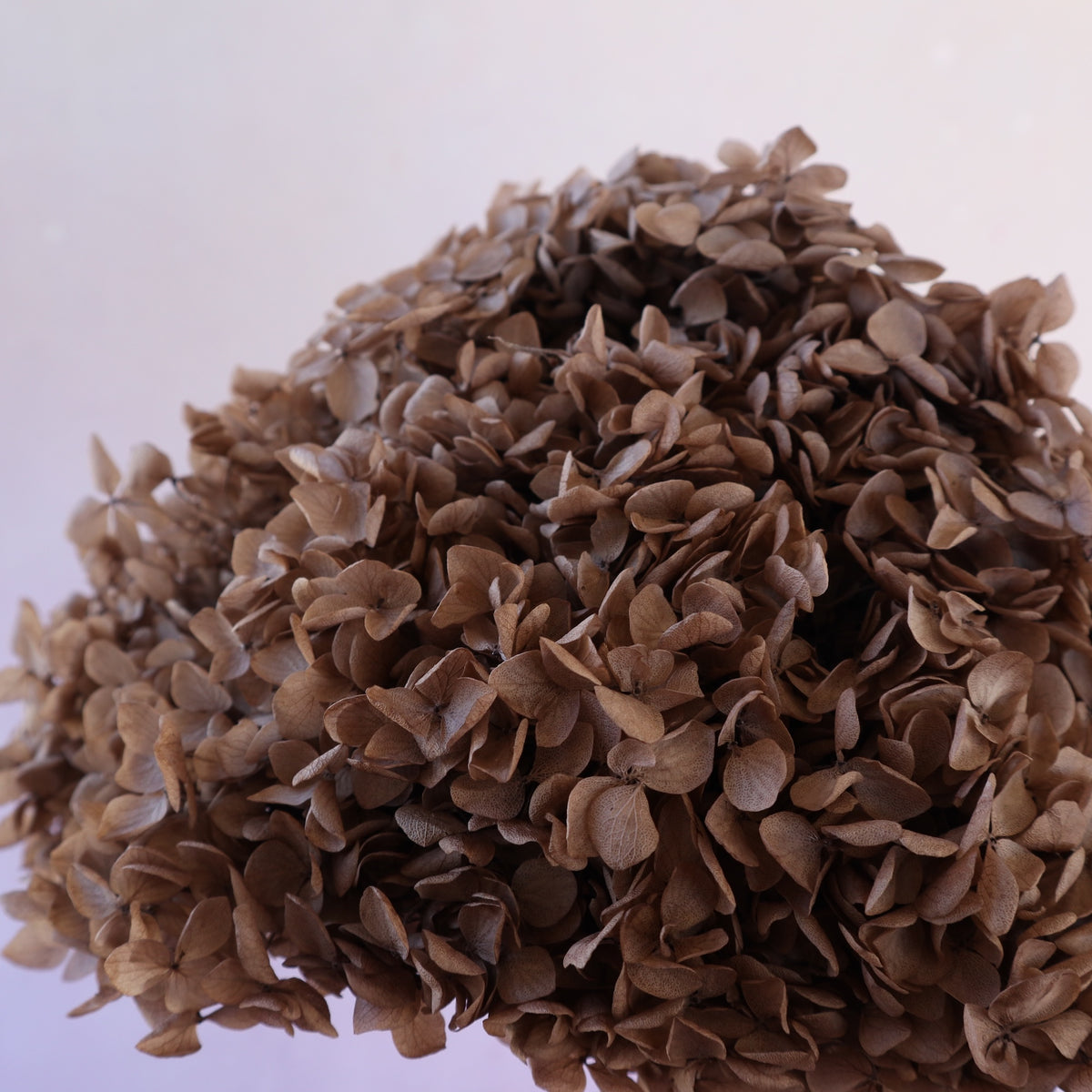 Annabelle Hydrangea Brown