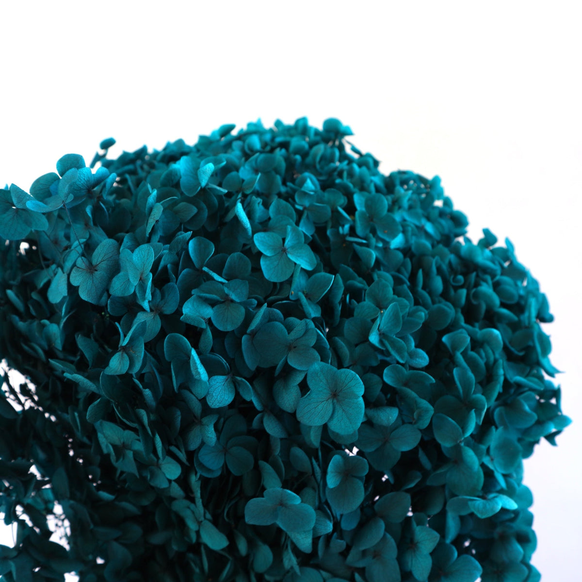 Annabelle Hydrangea Teal