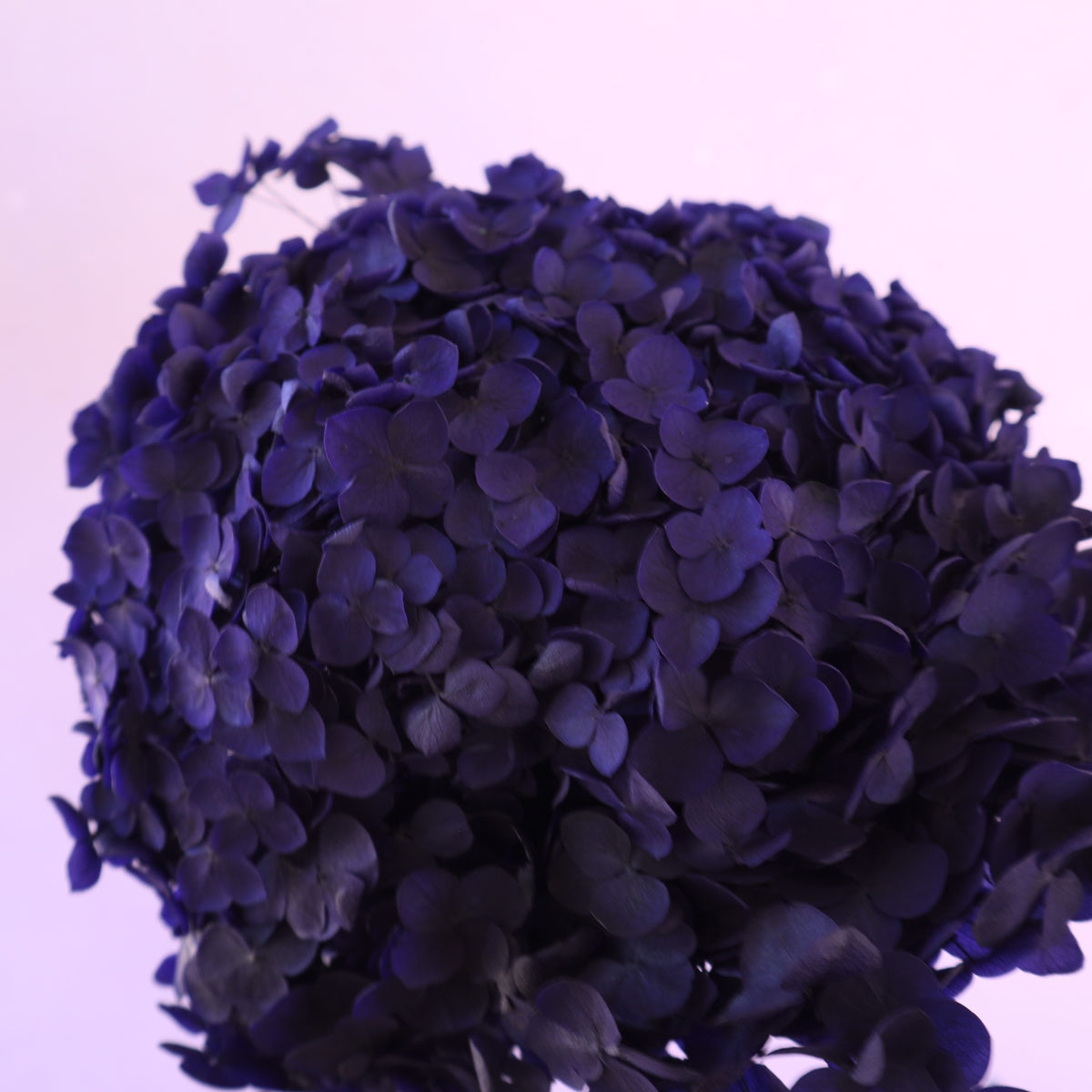 Annabelle Hydrangea Royal Purple