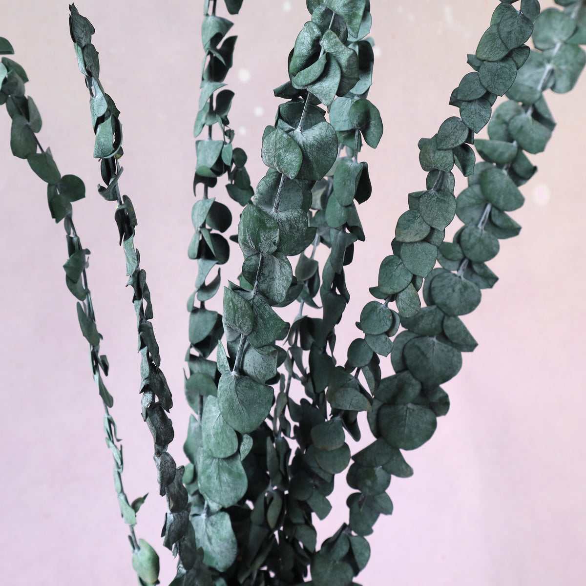 Dollar Gum Green Small (clearance)