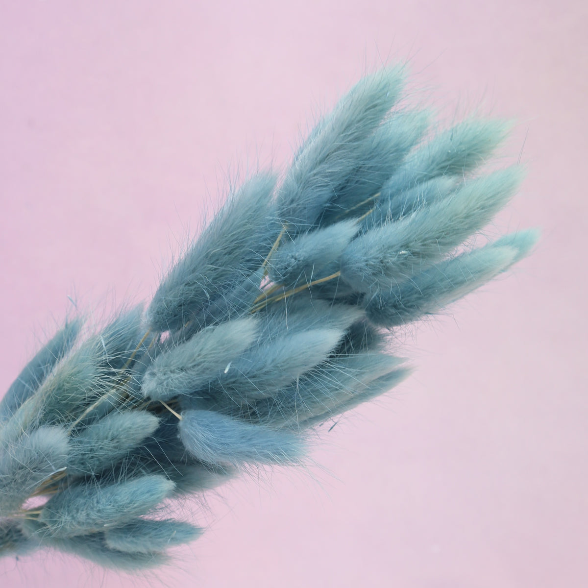 Bunny Tails Dusty Blue
