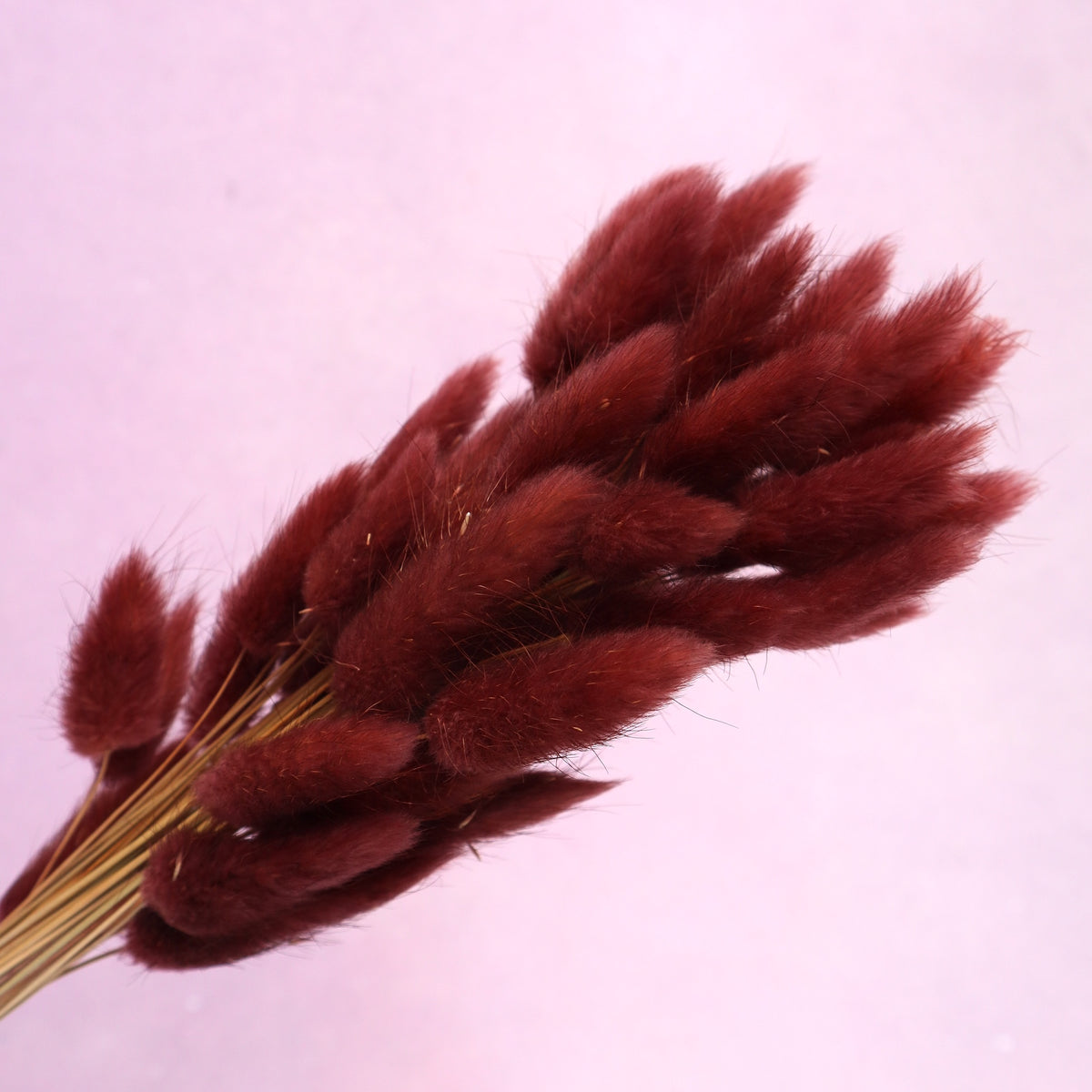 Bunny Tails Dark Maroon